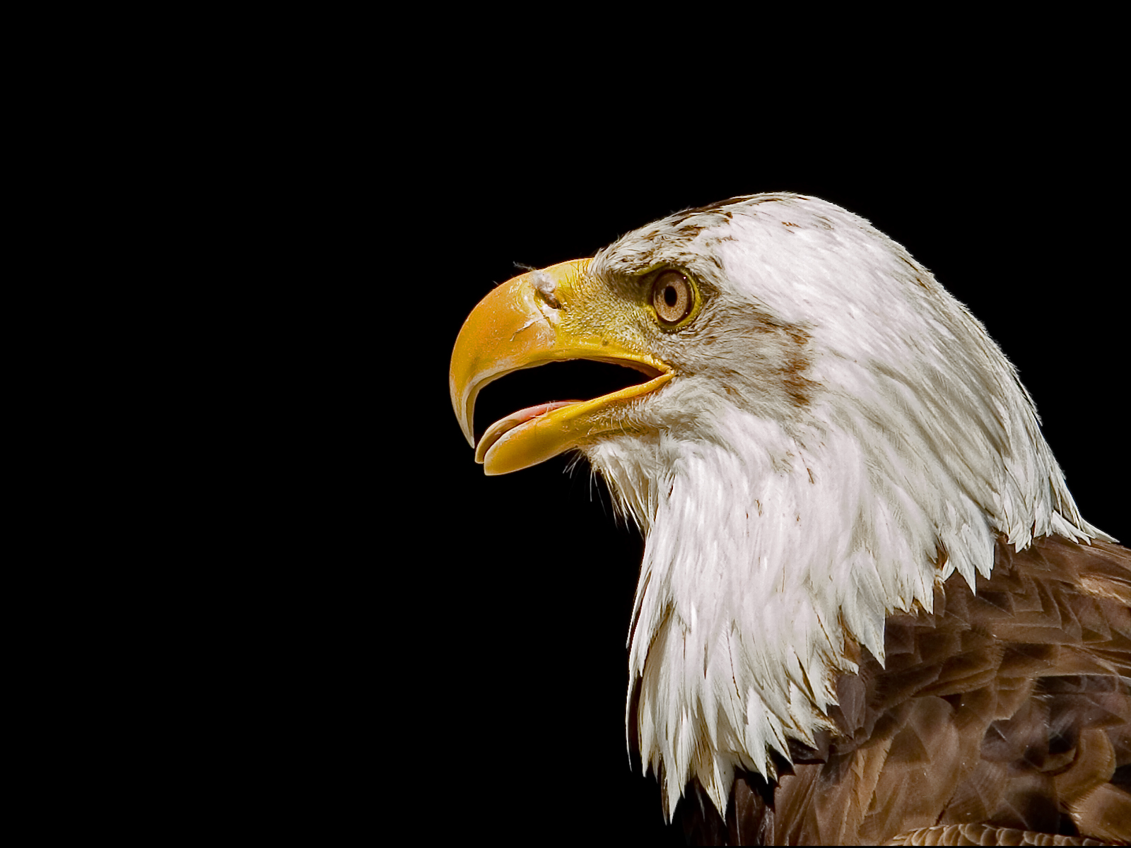 american bald eagle wallpaper 005