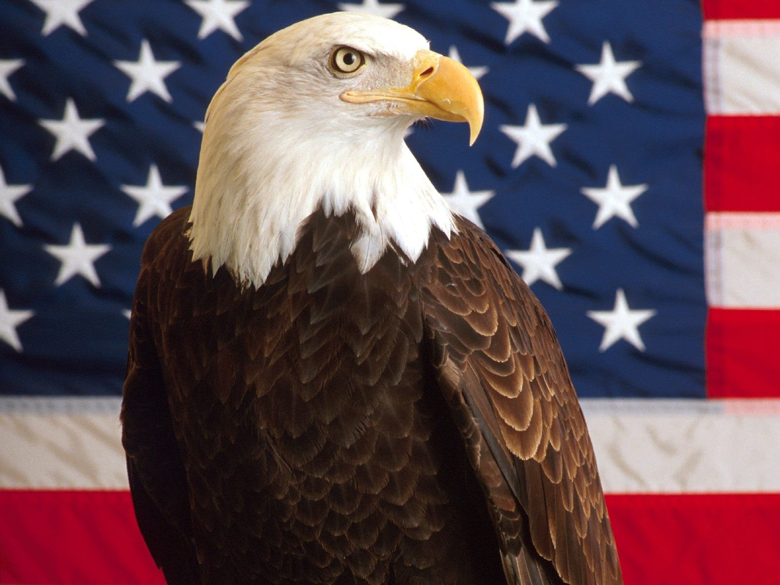 american bald eagle wallpaper 013