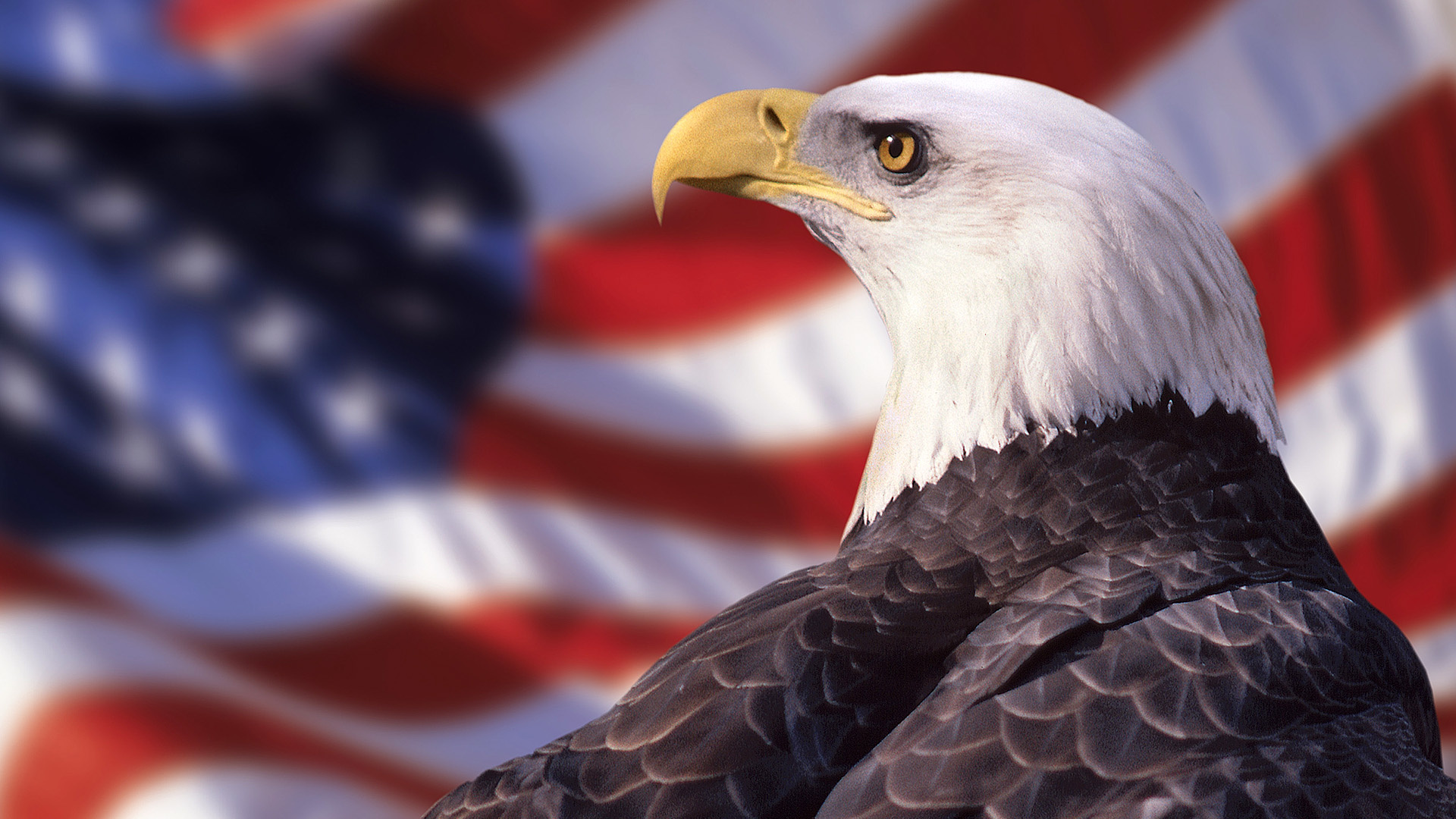 american bald eagle wallpaper 014