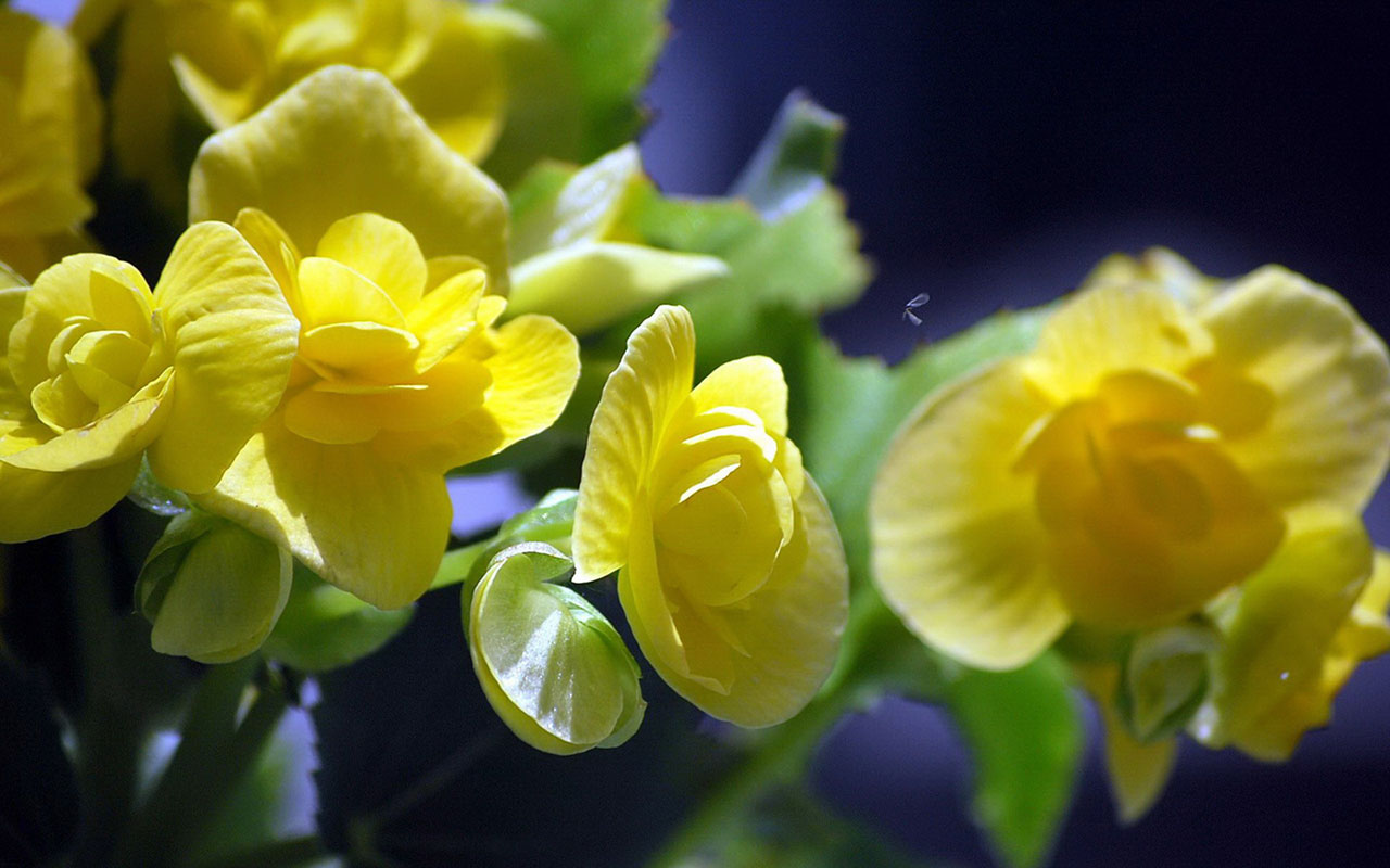 Best Yellow Begonia Elator Free Download Images