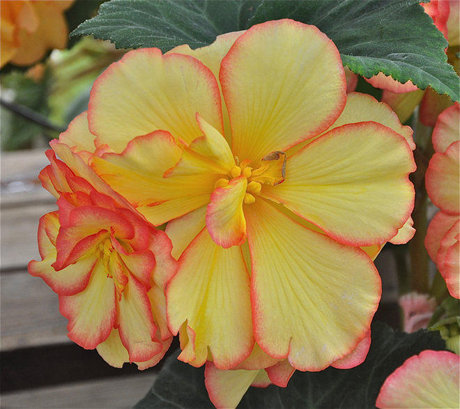 Blossoms Have Yellow Centers With Red Edges Begonia Pics