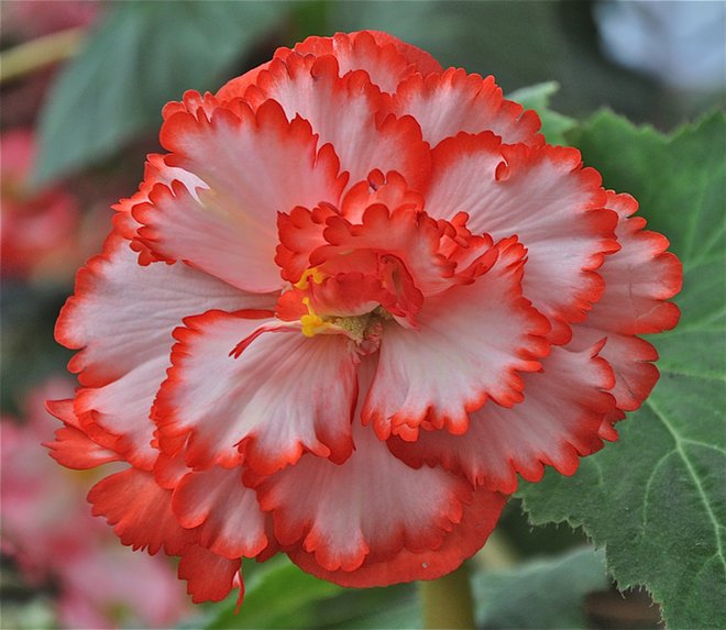 Colorful Dark Orange With White Begonia Flower Pictures Free