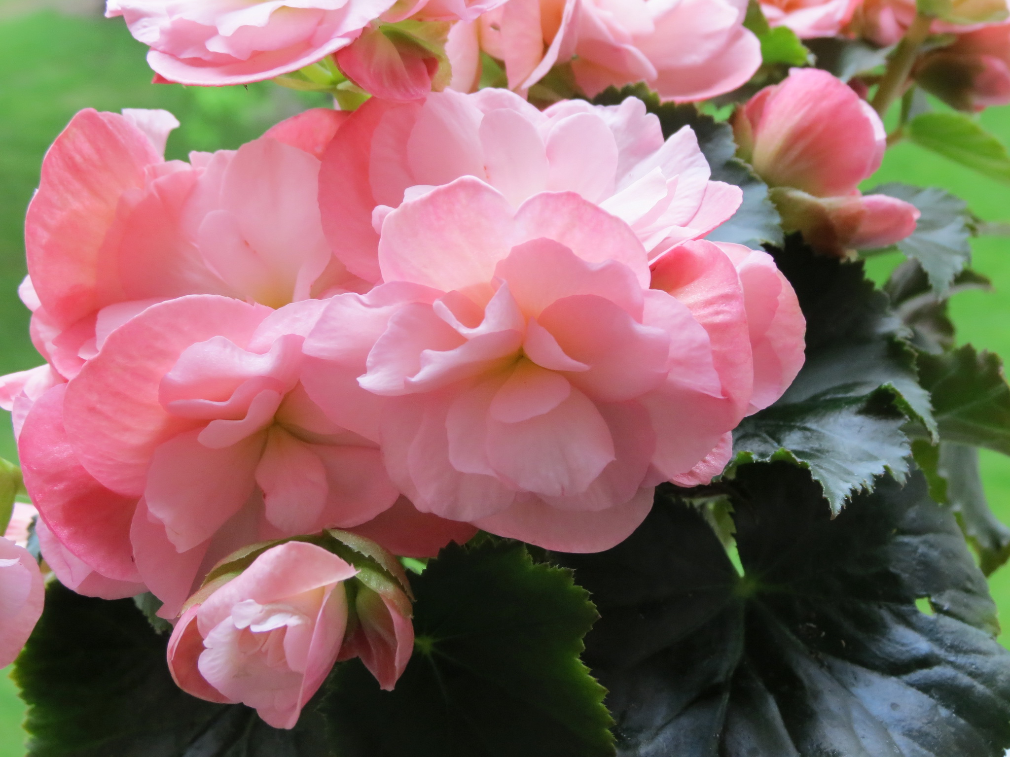 Imagens De Flores Pink Begonia Flower Free Downlload Desktop Images