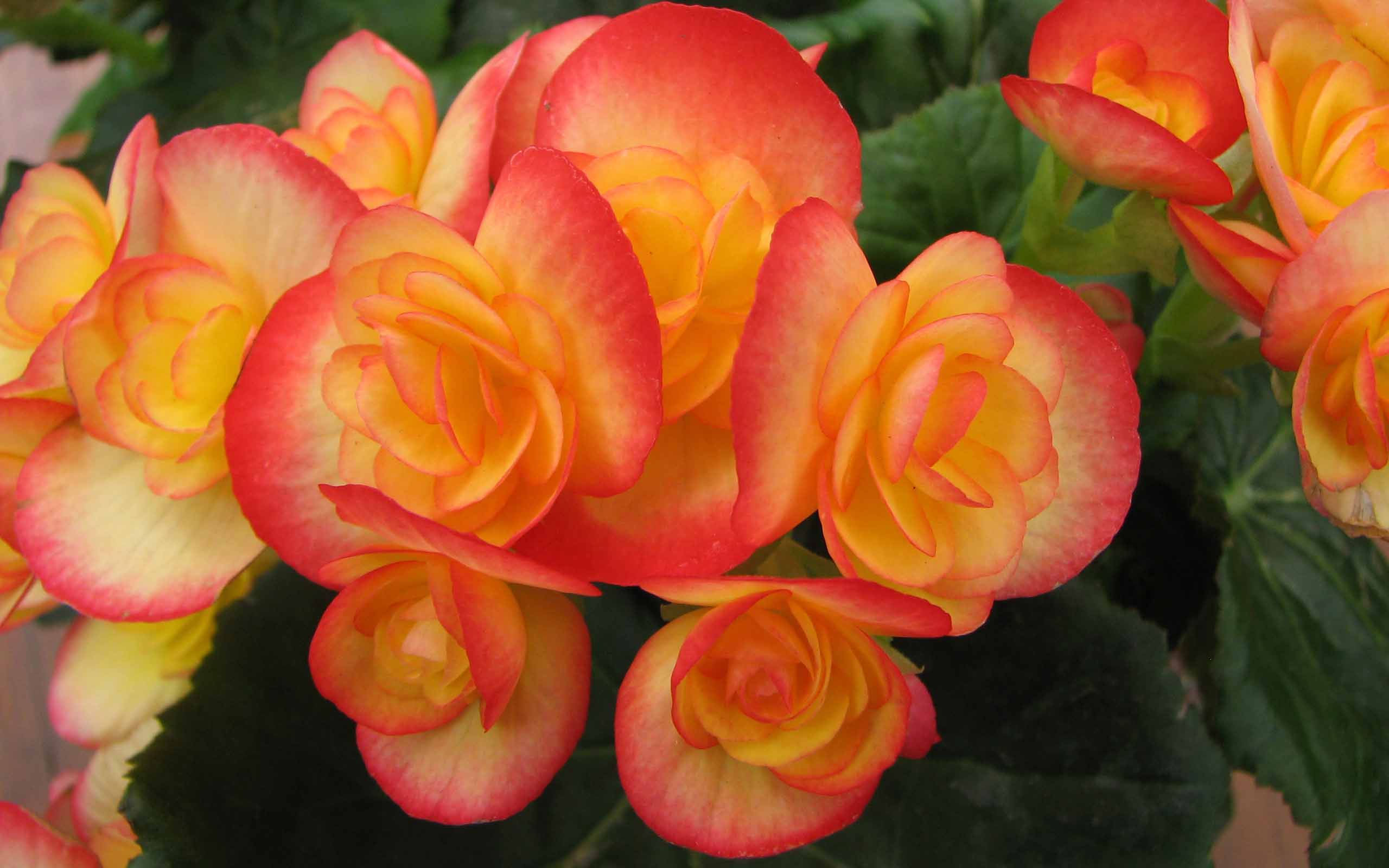 Midnight Beauty Orange Begonia Flower Images Free Download