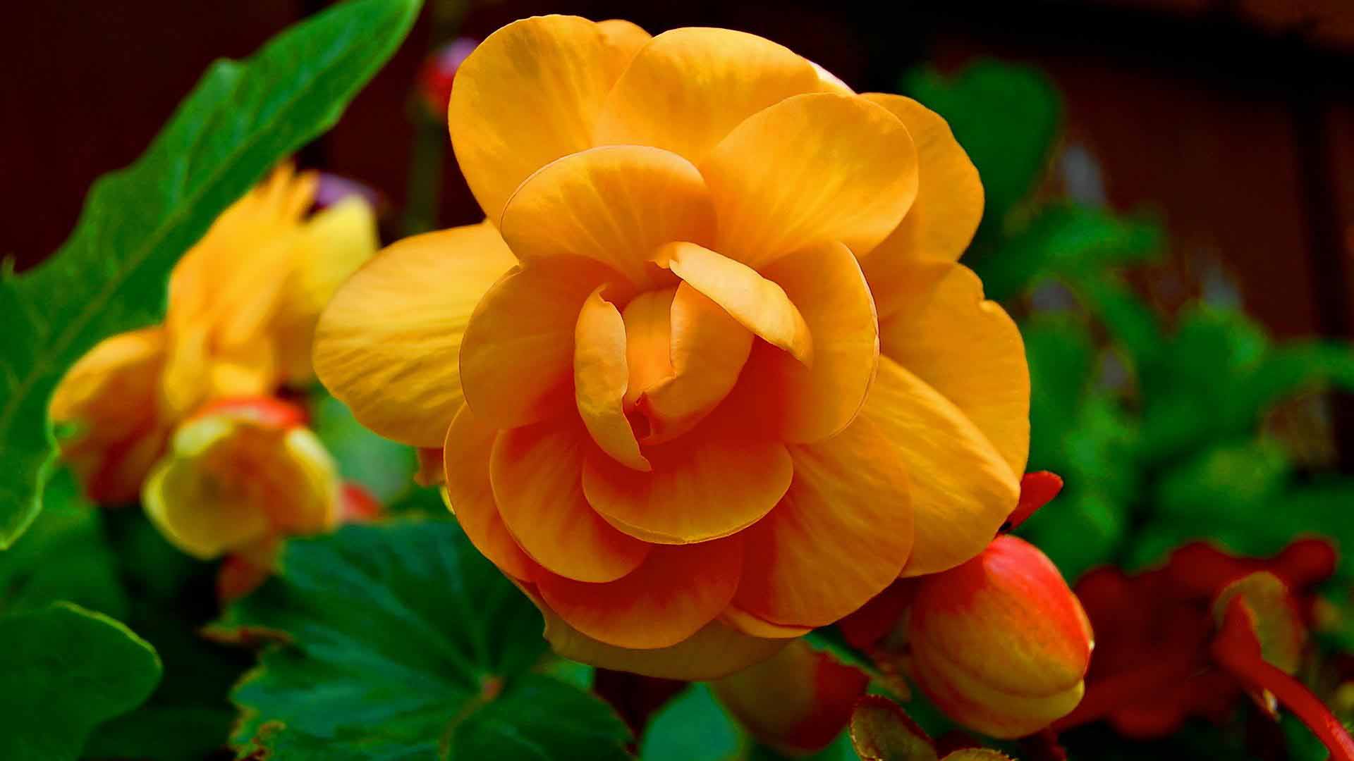 Mind Blowing Yellow Begonia Flower Pics Free Download