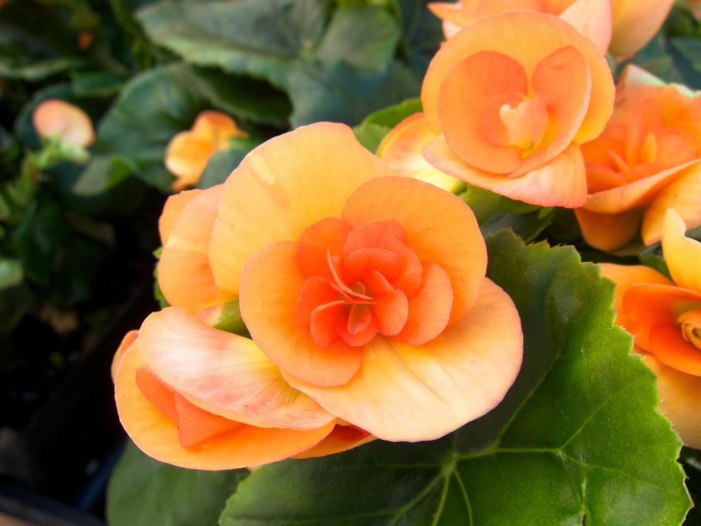 Tips And Tricks For Growing Begonia Images Free
