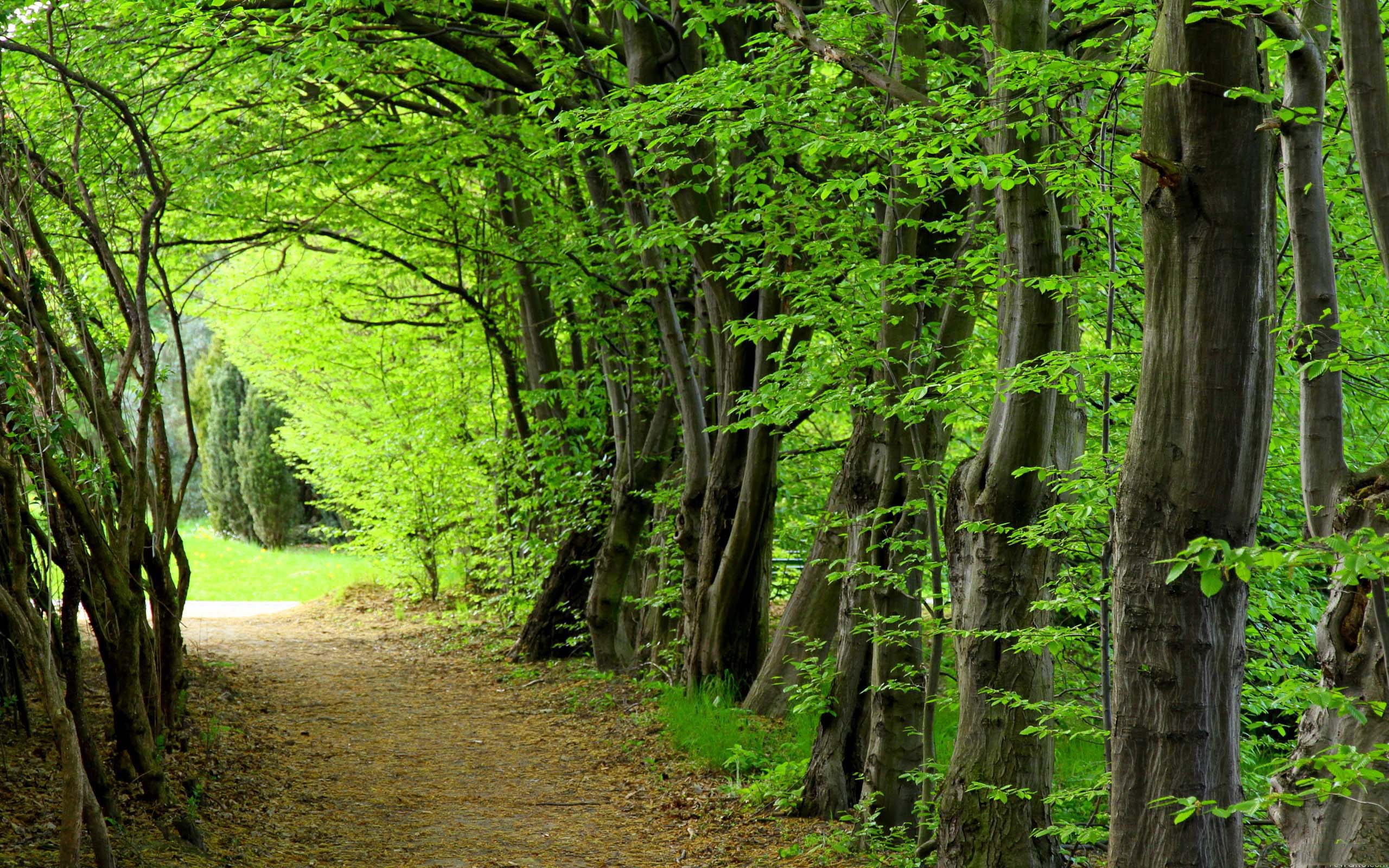 wallpaper forest trees nature desktop hd wallpapers