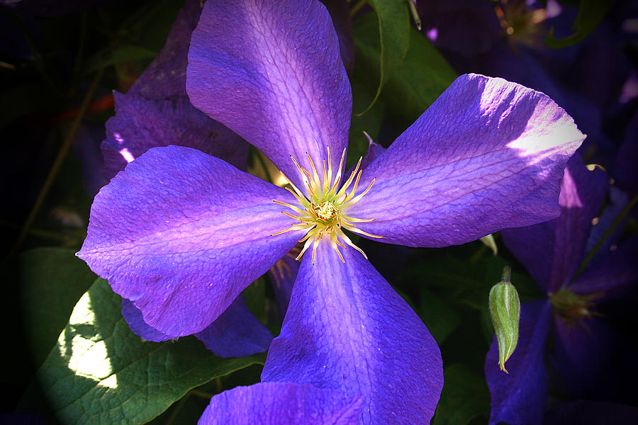 blue clematis flower emanuel tanjala picture download for desktop