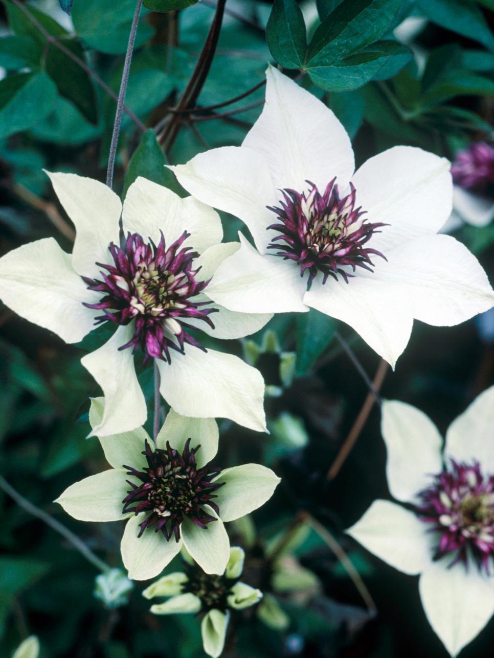 free exclusive clematis flower scenery for tablet