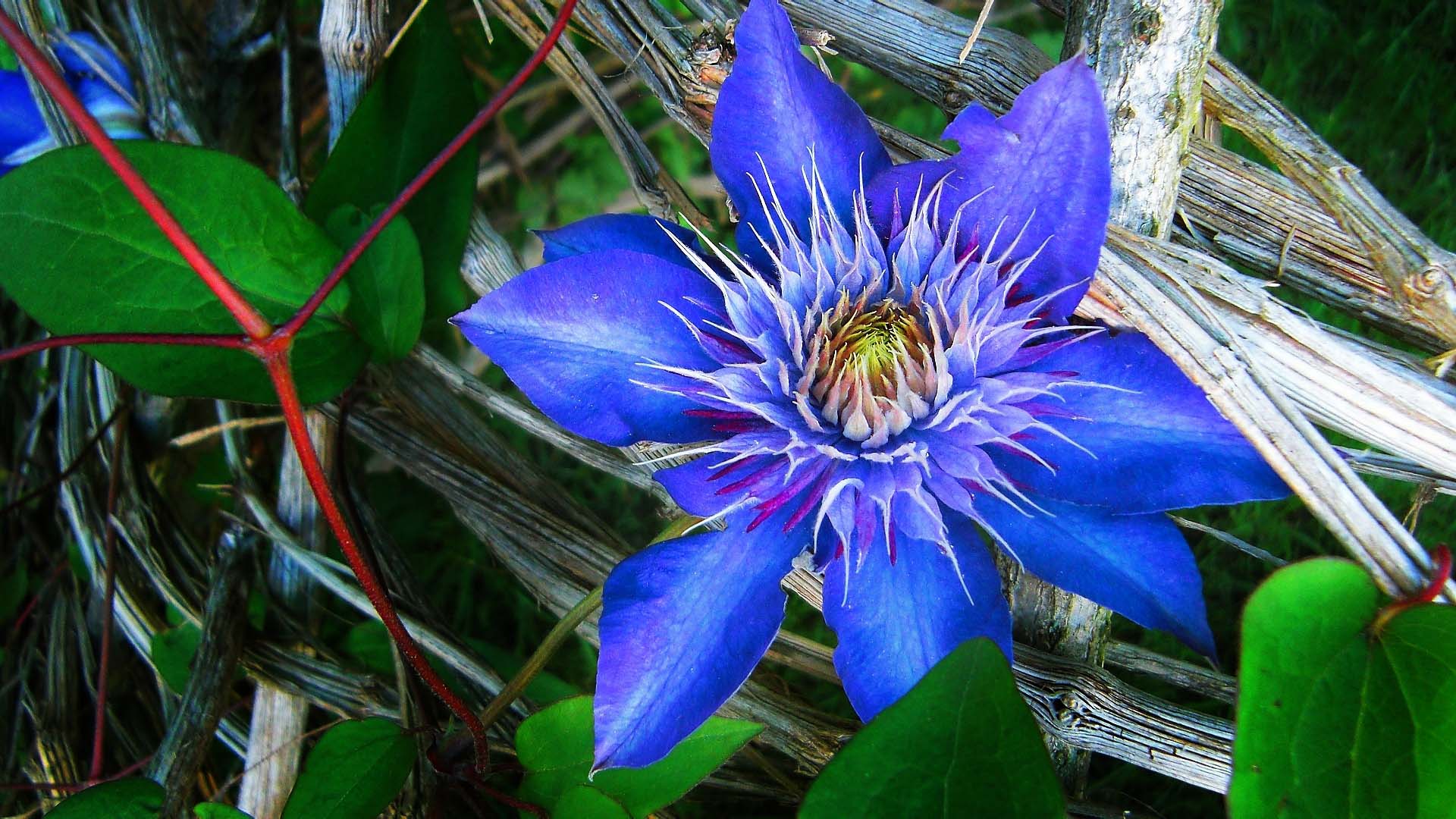 blue clematis flower by emmmbeee flower images hd download