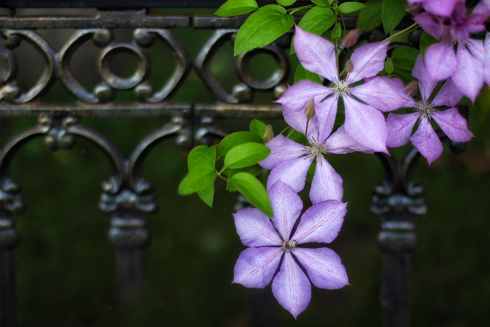 clematis lomonos makro images flower beautiful purple pics download