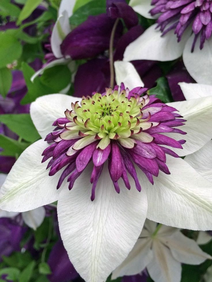 dazzling clematis flowers images free download