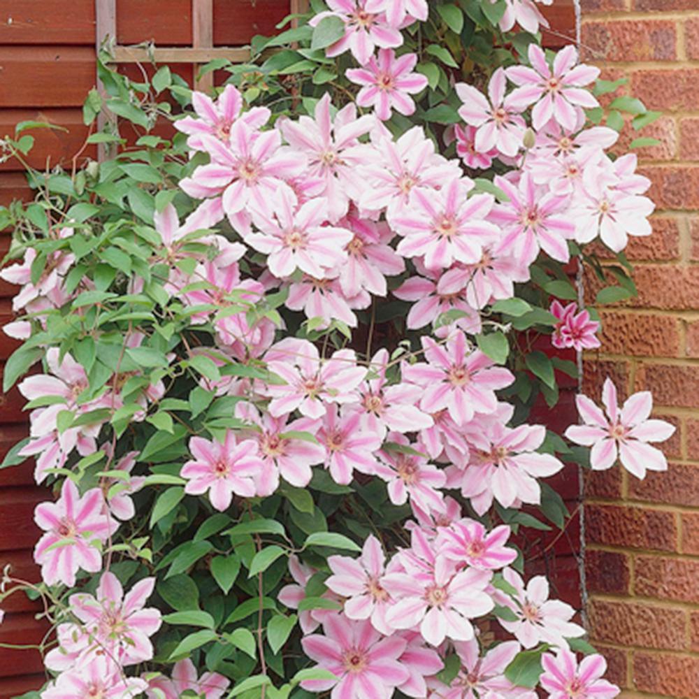 fascinating clematis flowers pics free download