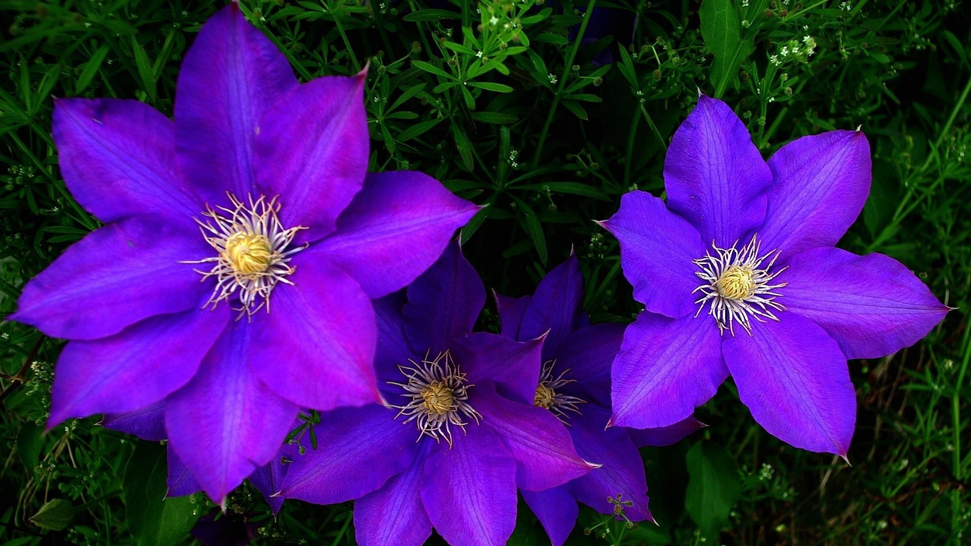 Clematis Flowers Bright Purple Green Images Download