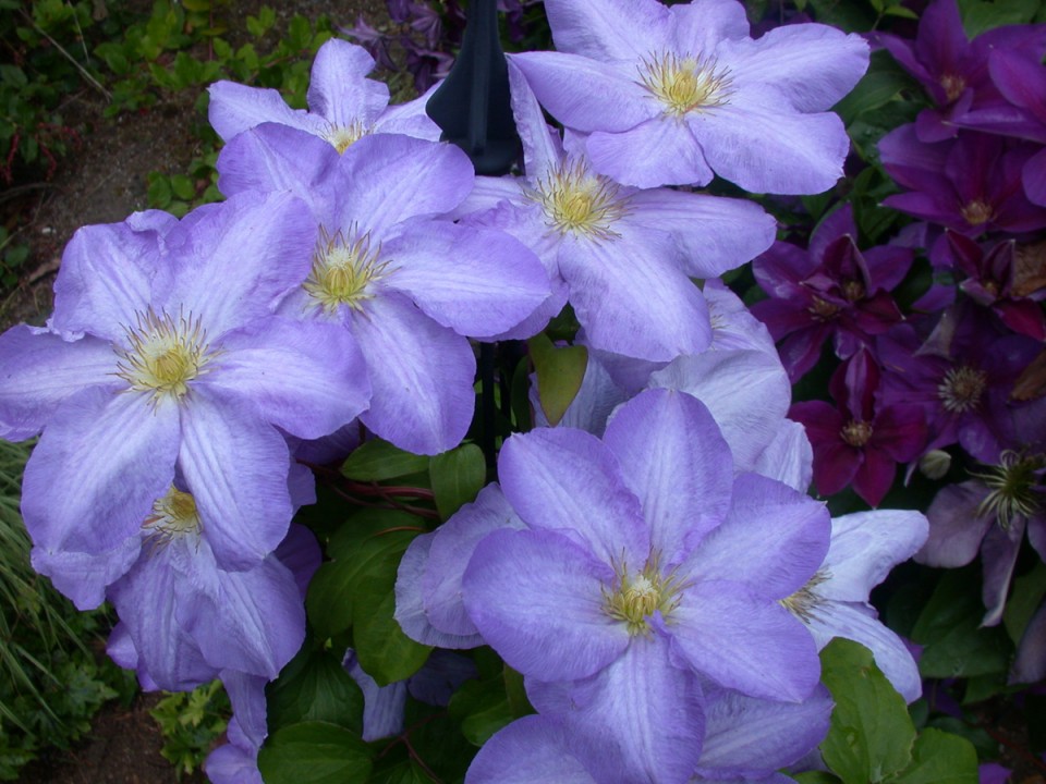 Exclusive Clematis Flowers Images Free Download
