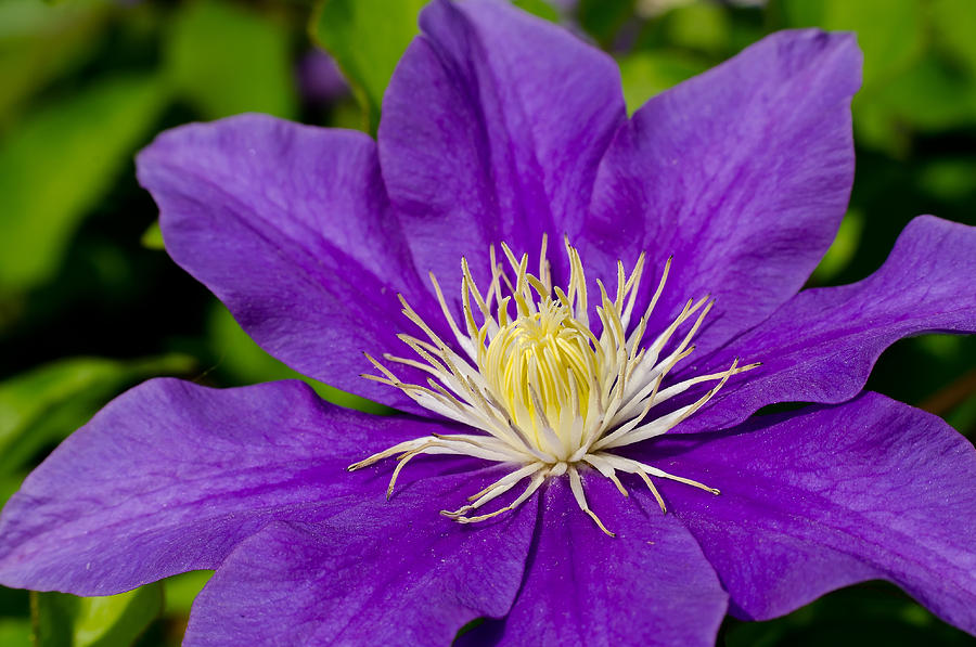 Purple Clematis Flower Lori Coleman Wallpaper Download