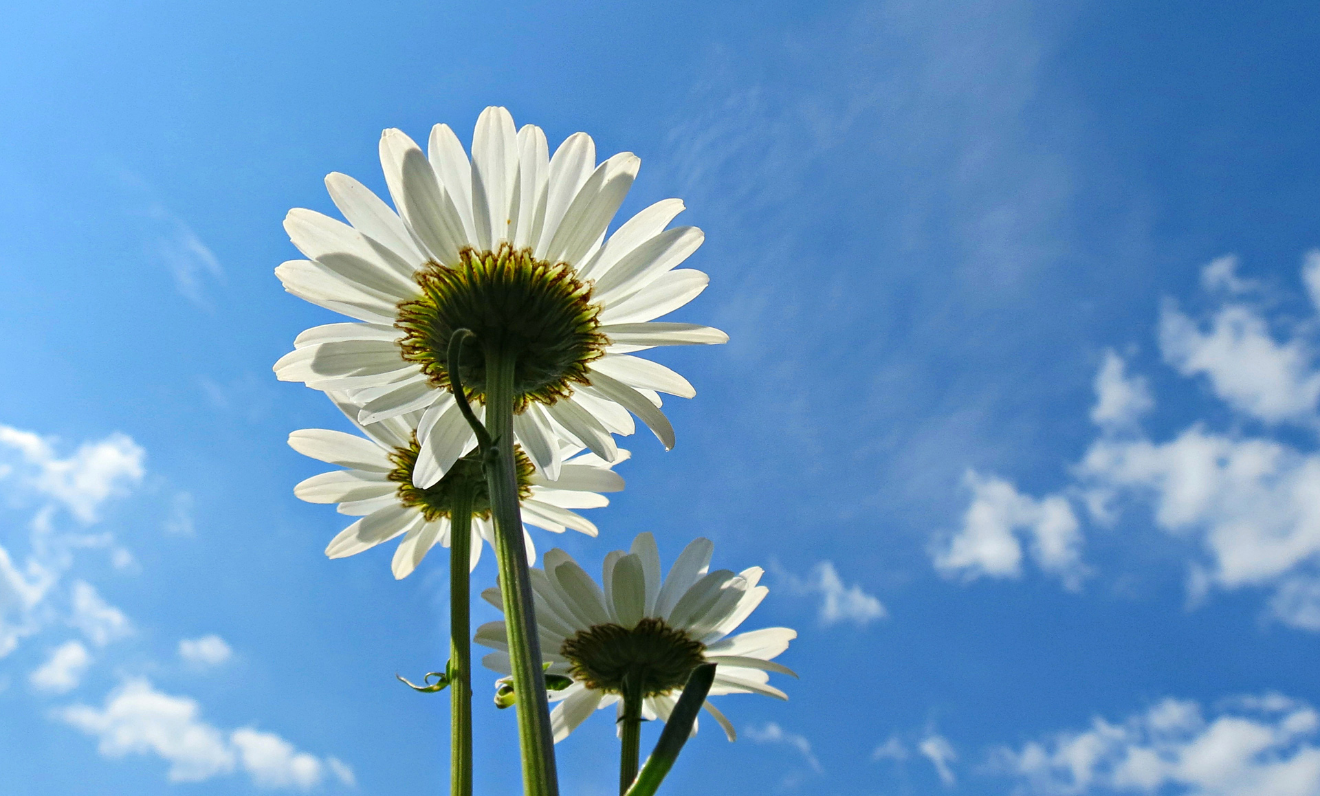 blue sky of white oxeye disy flower desktop background pictures