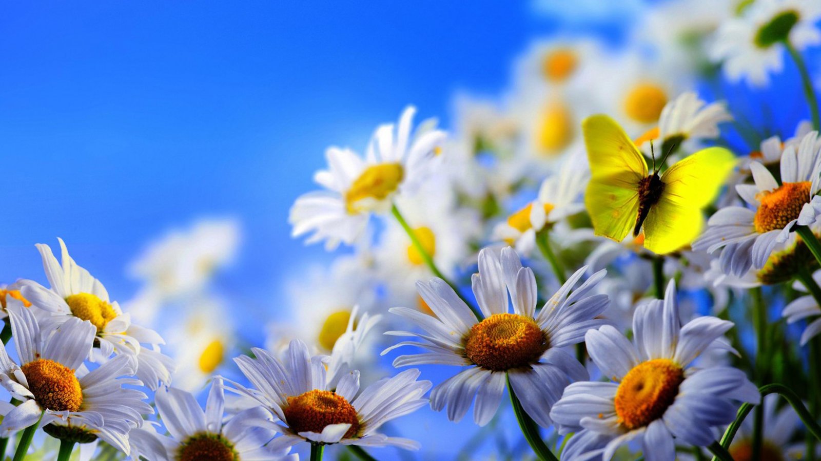 bunch of white daisies flower garden mobile background images