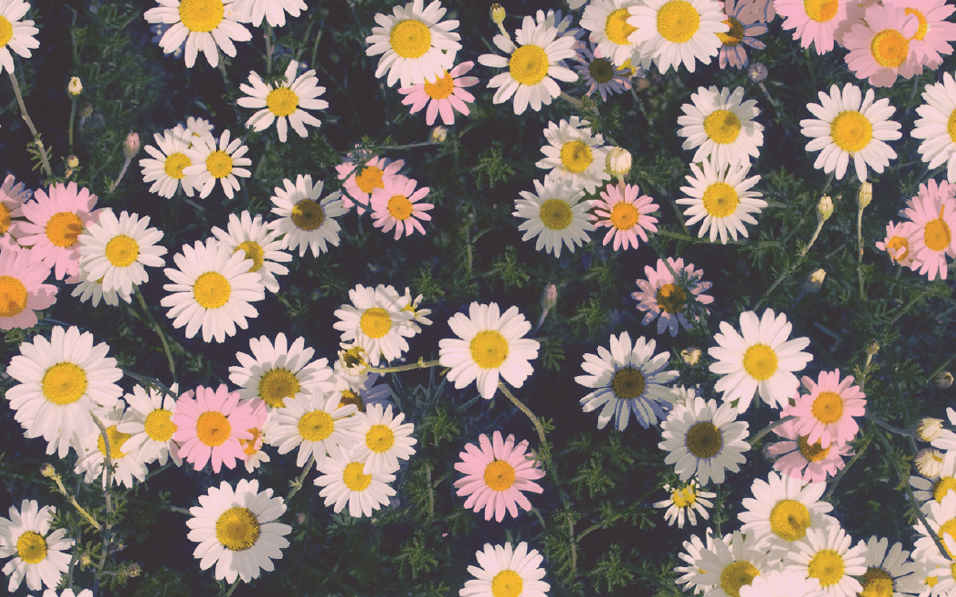 daisy hd images download with amazing background images download