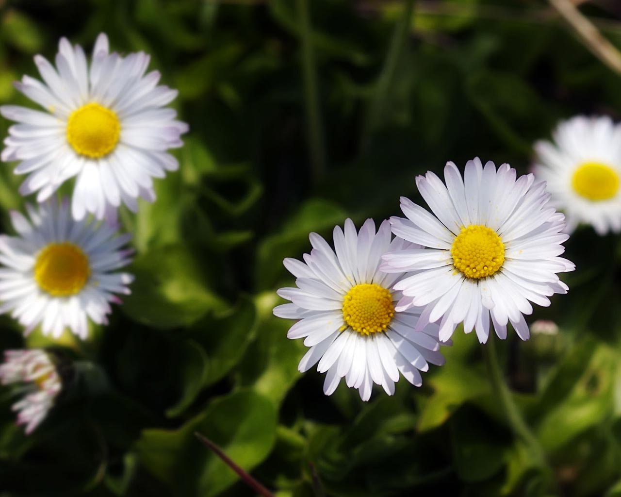 daisy meadow background highresoution white rose photos