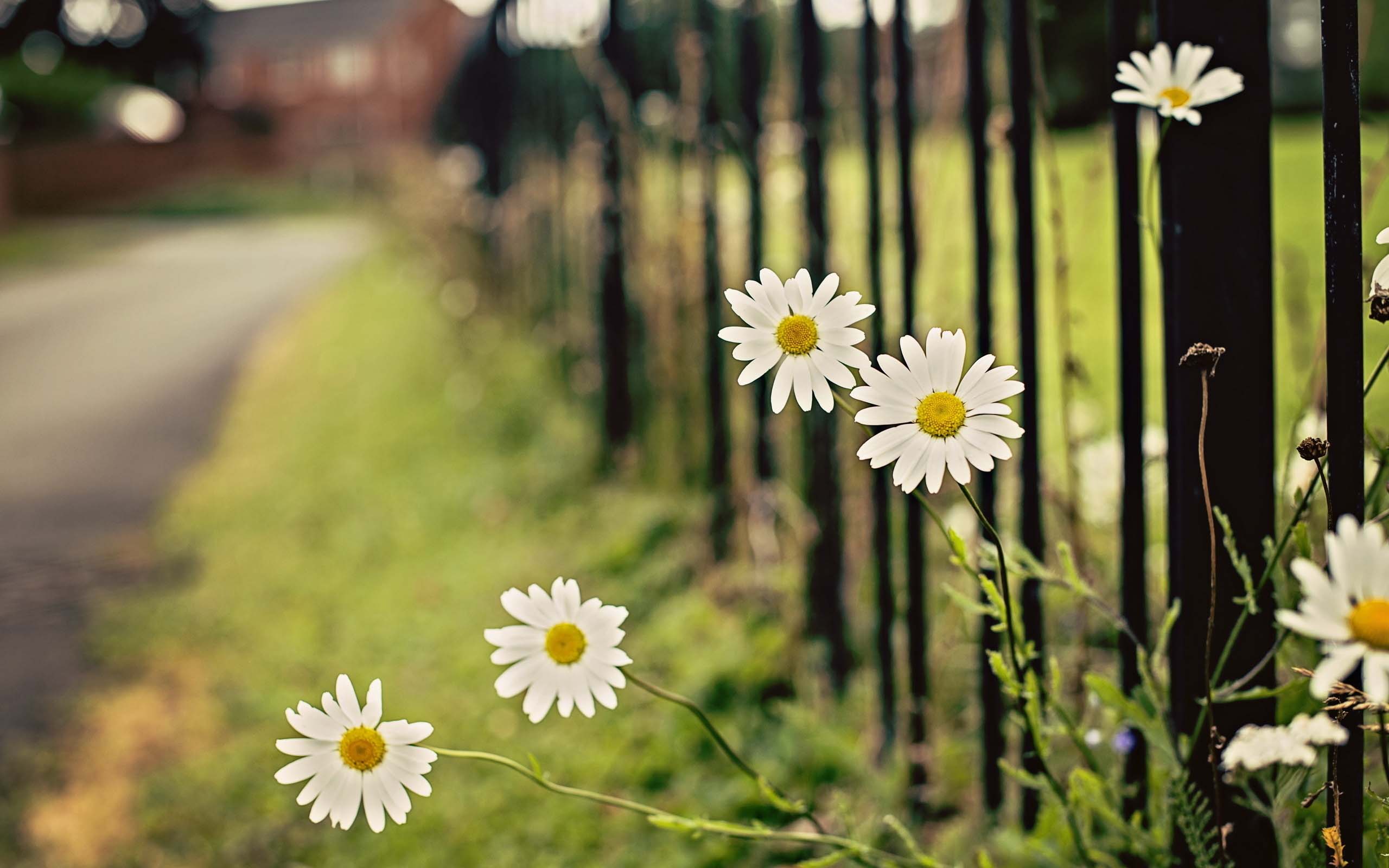 daisy next to the fence wide road side views images download