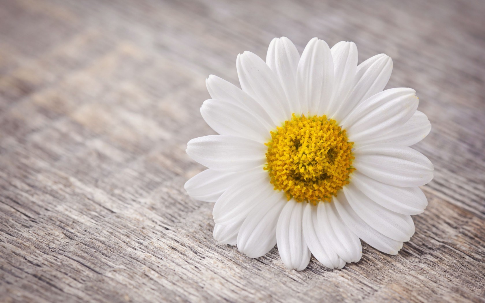 Amazing Smiley Daisy Flower Hd Pictures Download