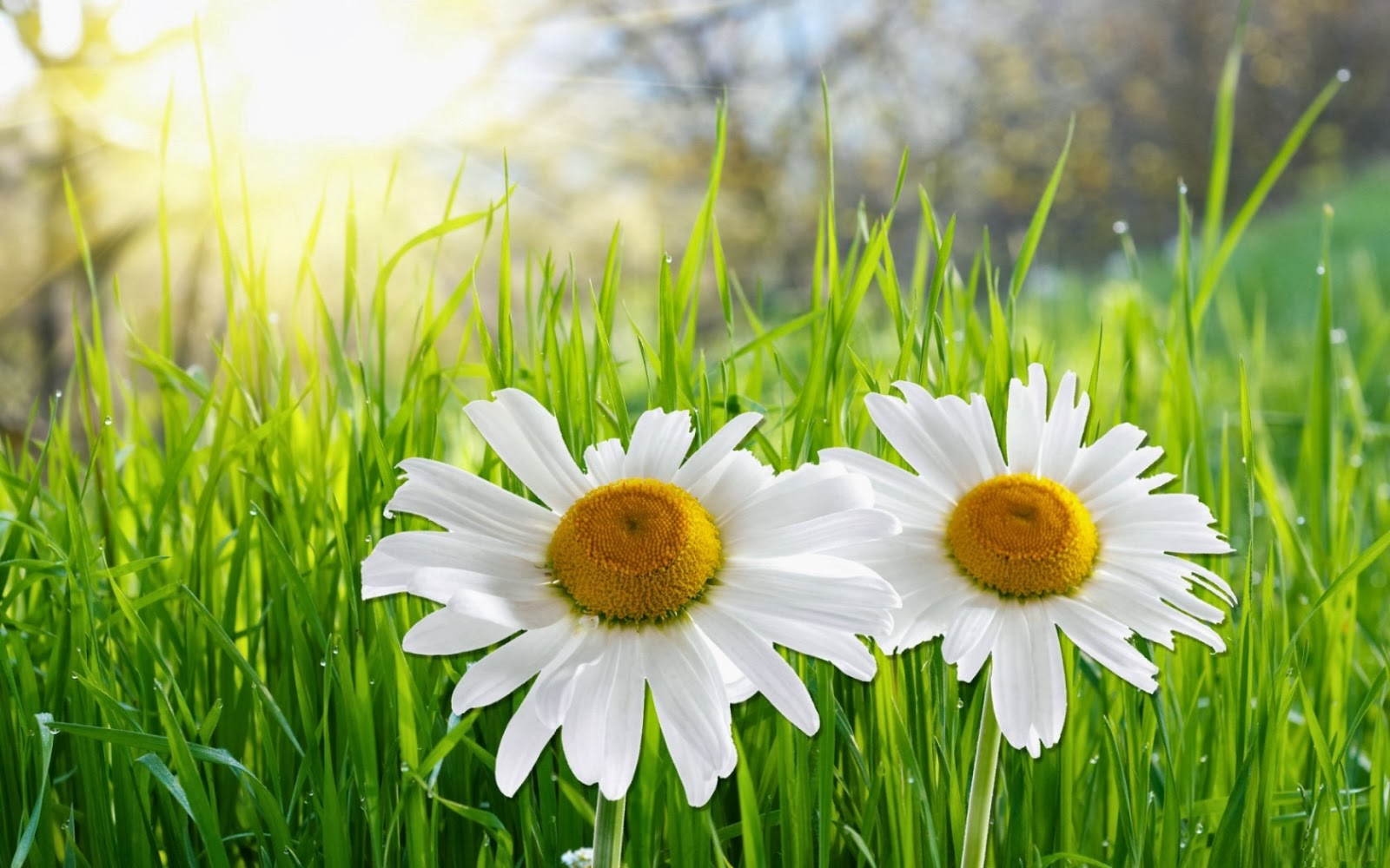 Best Atumn Daisy Flower Desktop Wallpaper Photos Free Download