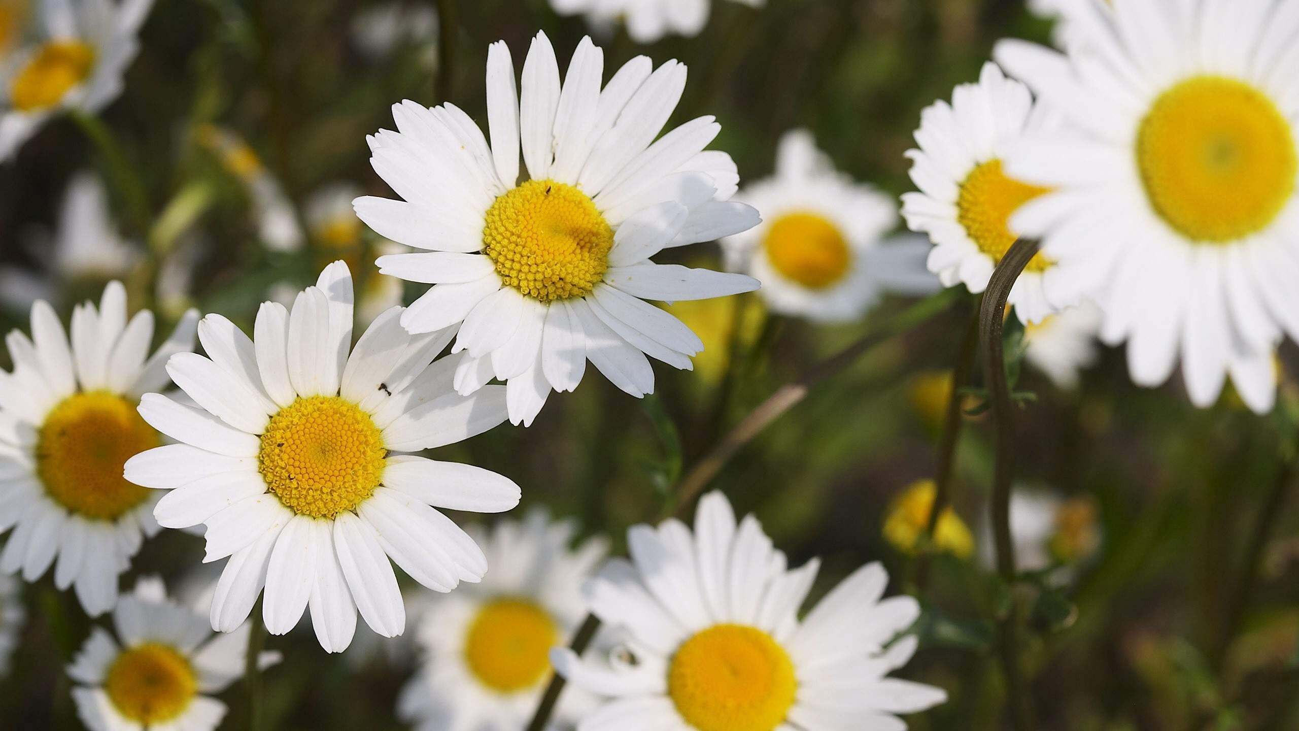 British Wild Daisy Flower Comman Nature Wallpapers Free