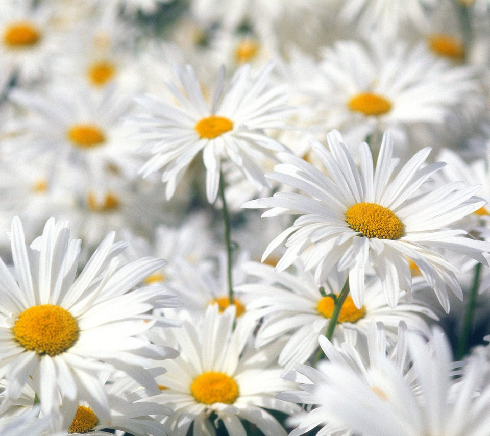 Bunch Of Beautiful Daisies Flower Wallpaper Free Download