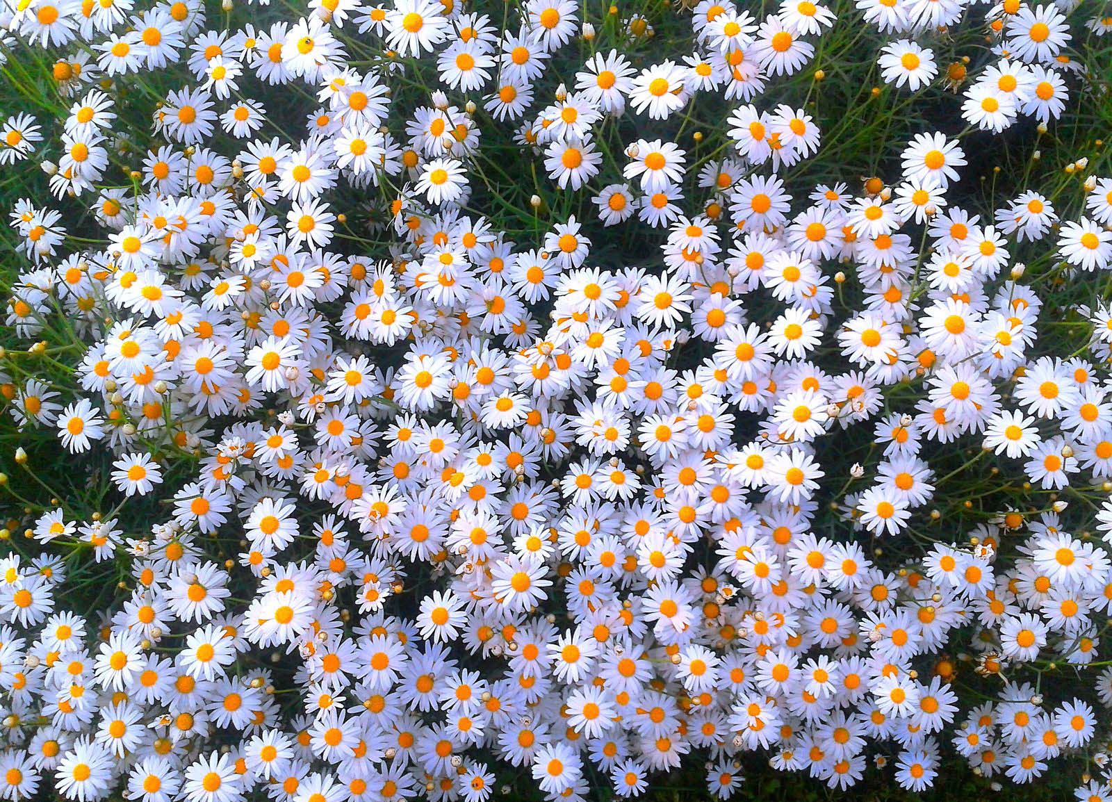 Crysanthemum Japonese Daisy Bunch Flower Images Free