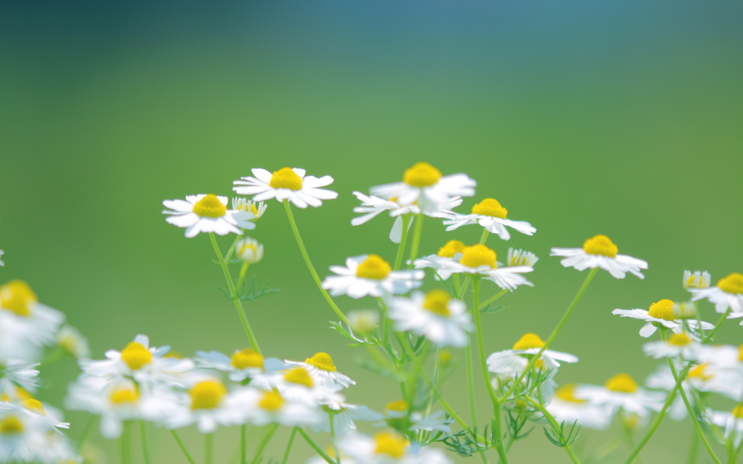 Free Summer Daisies Flower Images Free