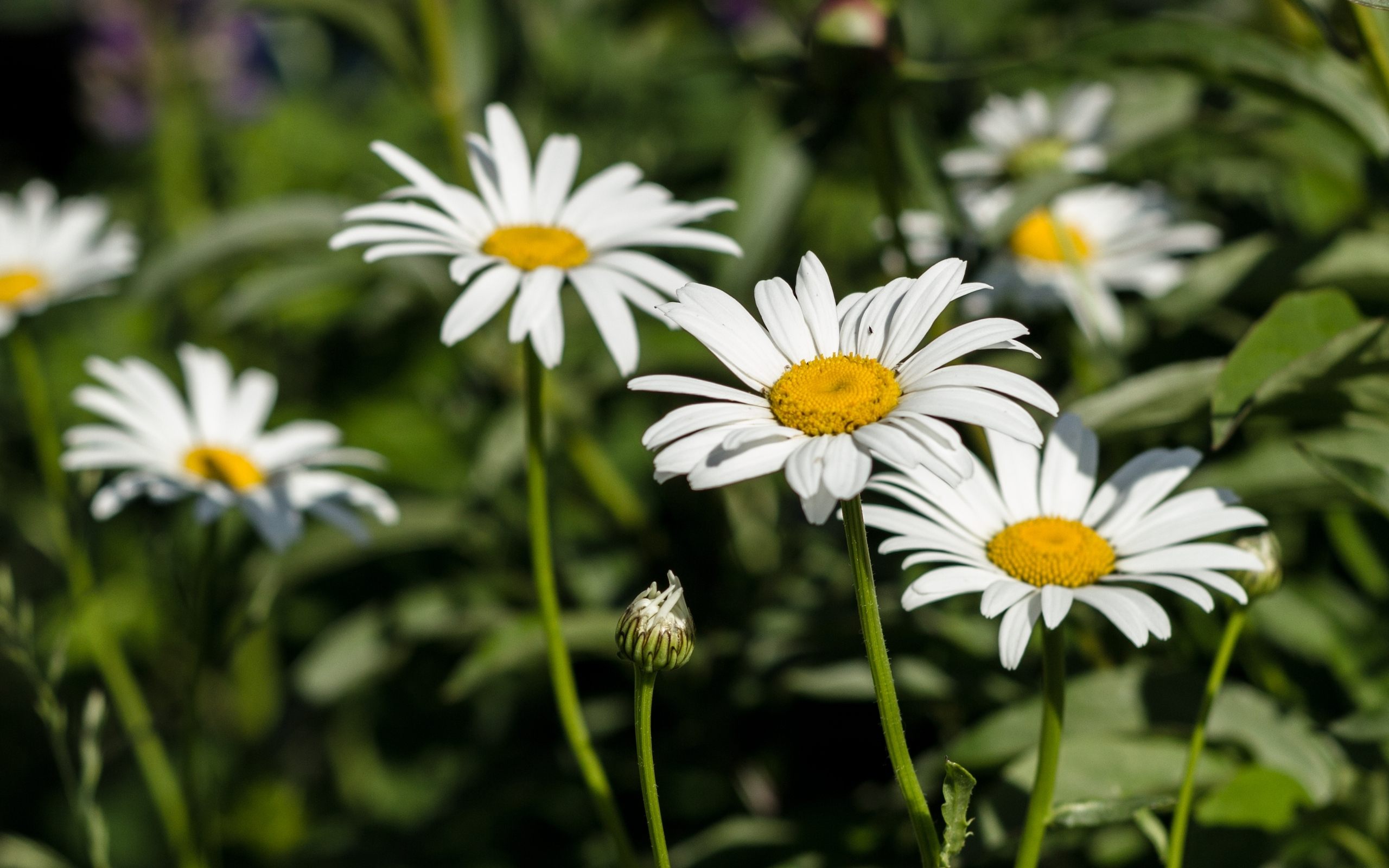 Group Of White Daisy Flower Download Images Download