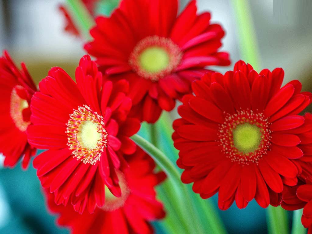 Love Of Red Daisy Flower Image Free