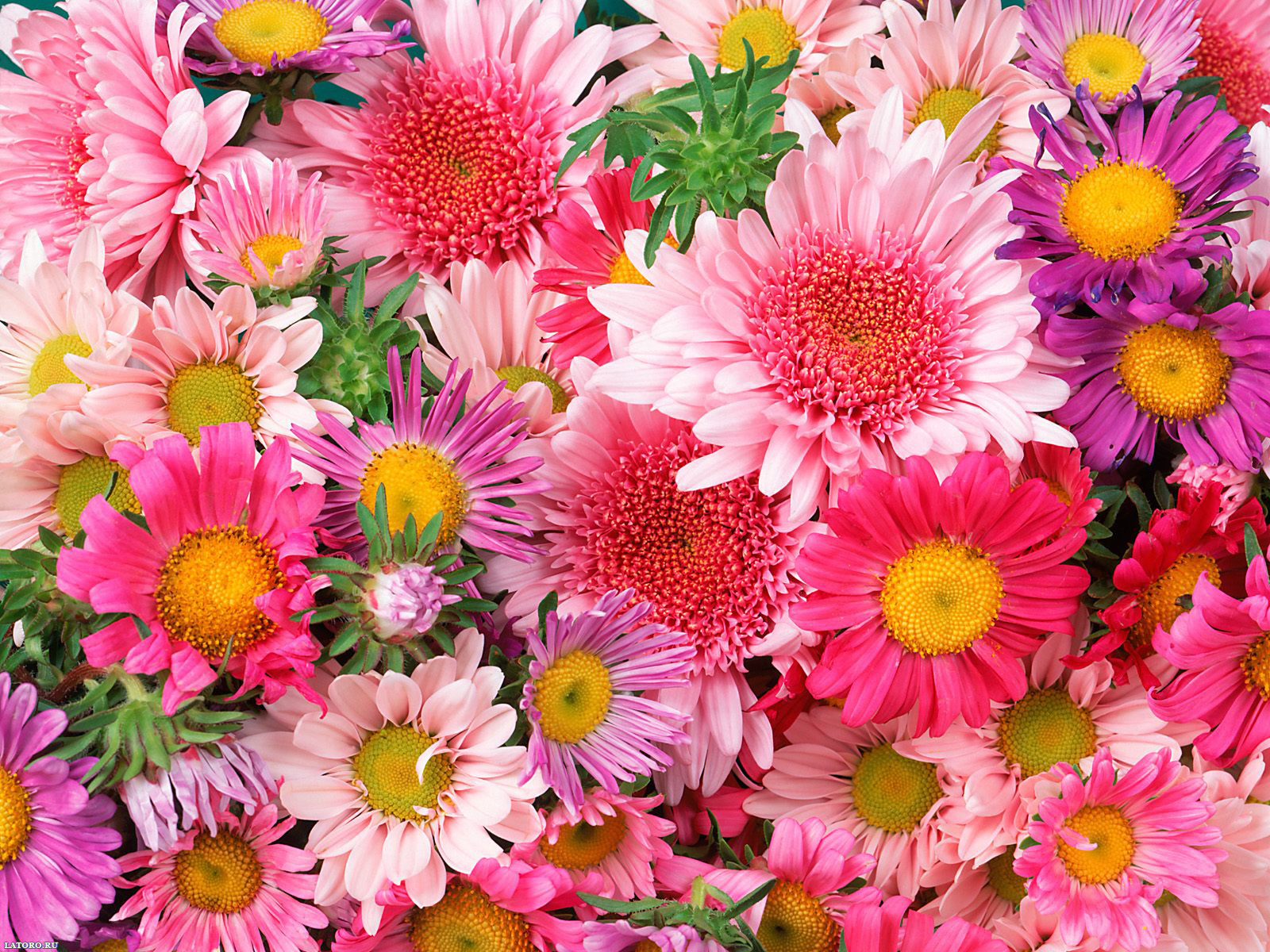 Mixed Daisies Flower Of Passion Mix Image Free Download