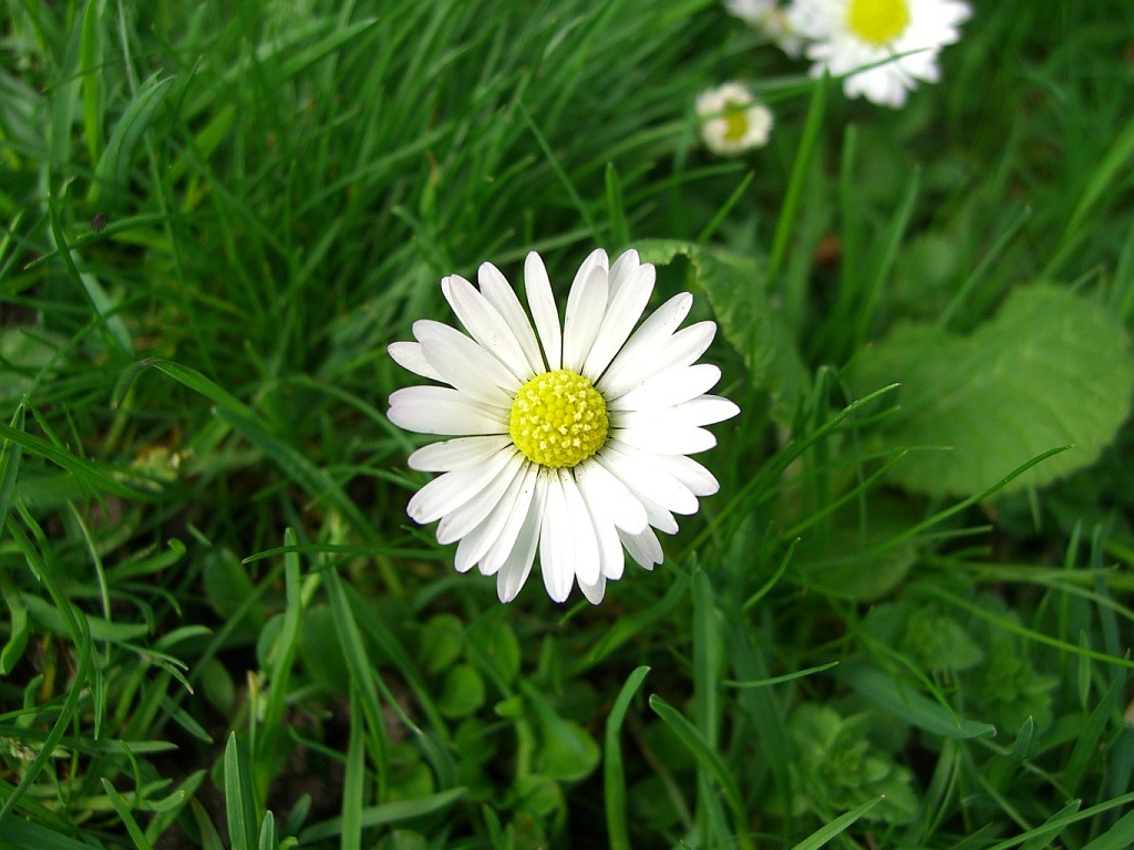 Morning Blooming Daisy Daisy Images Free Download