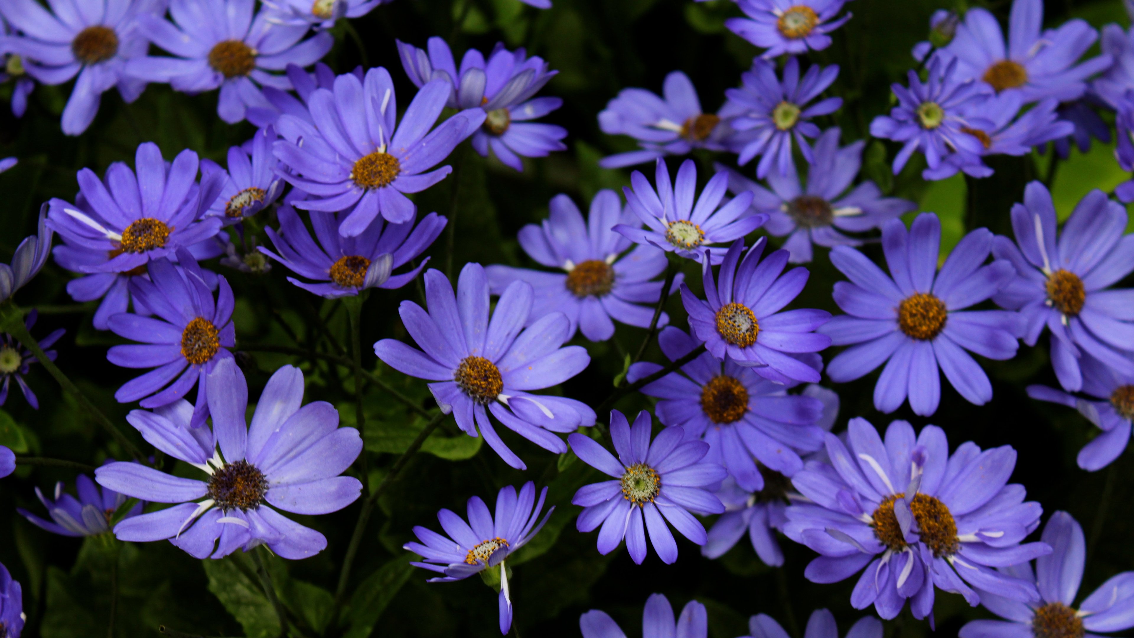Night Blue Daisies Widescreen Desktop Pictures Free Download