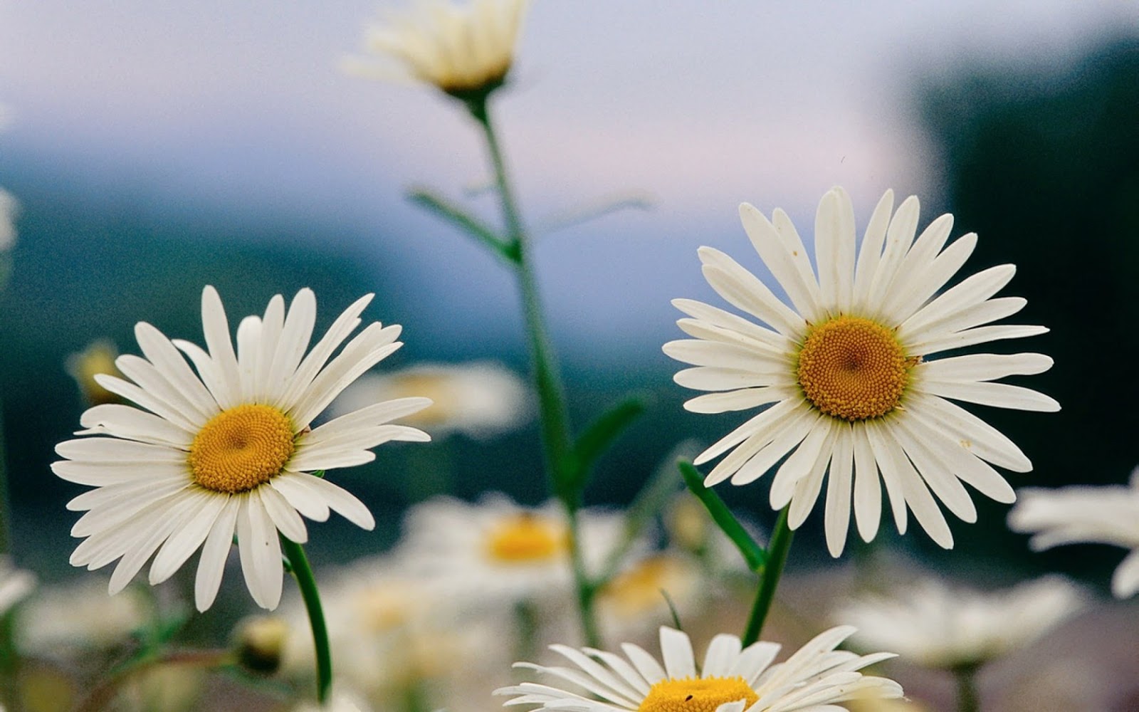 Ox Eye Daisy High Resoution Beautiful Hd Pictures