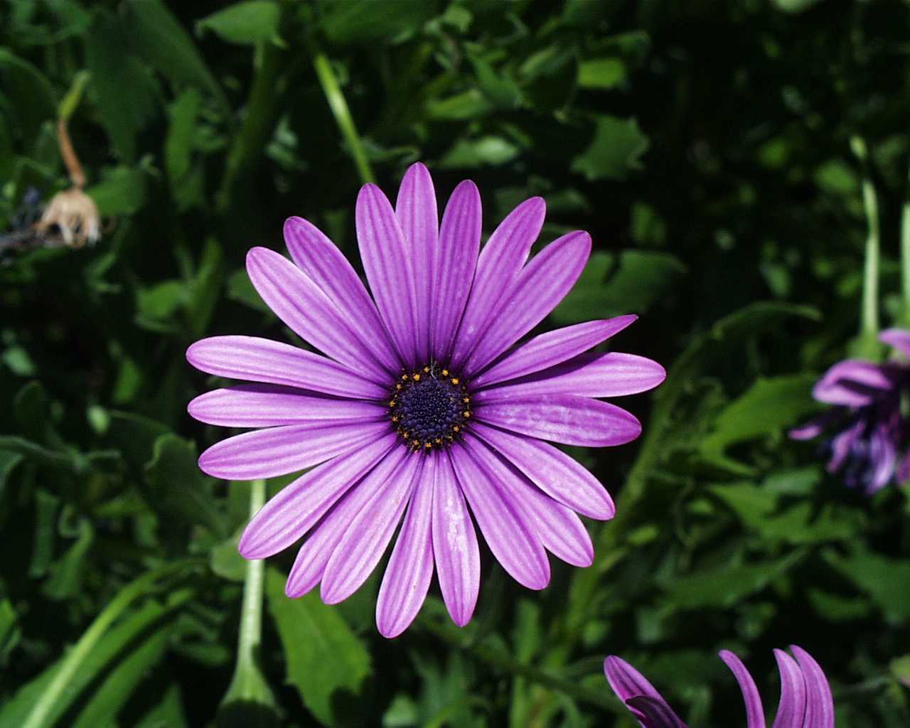 Piurble Color Daisy Flowers Desktop Beautiful Image