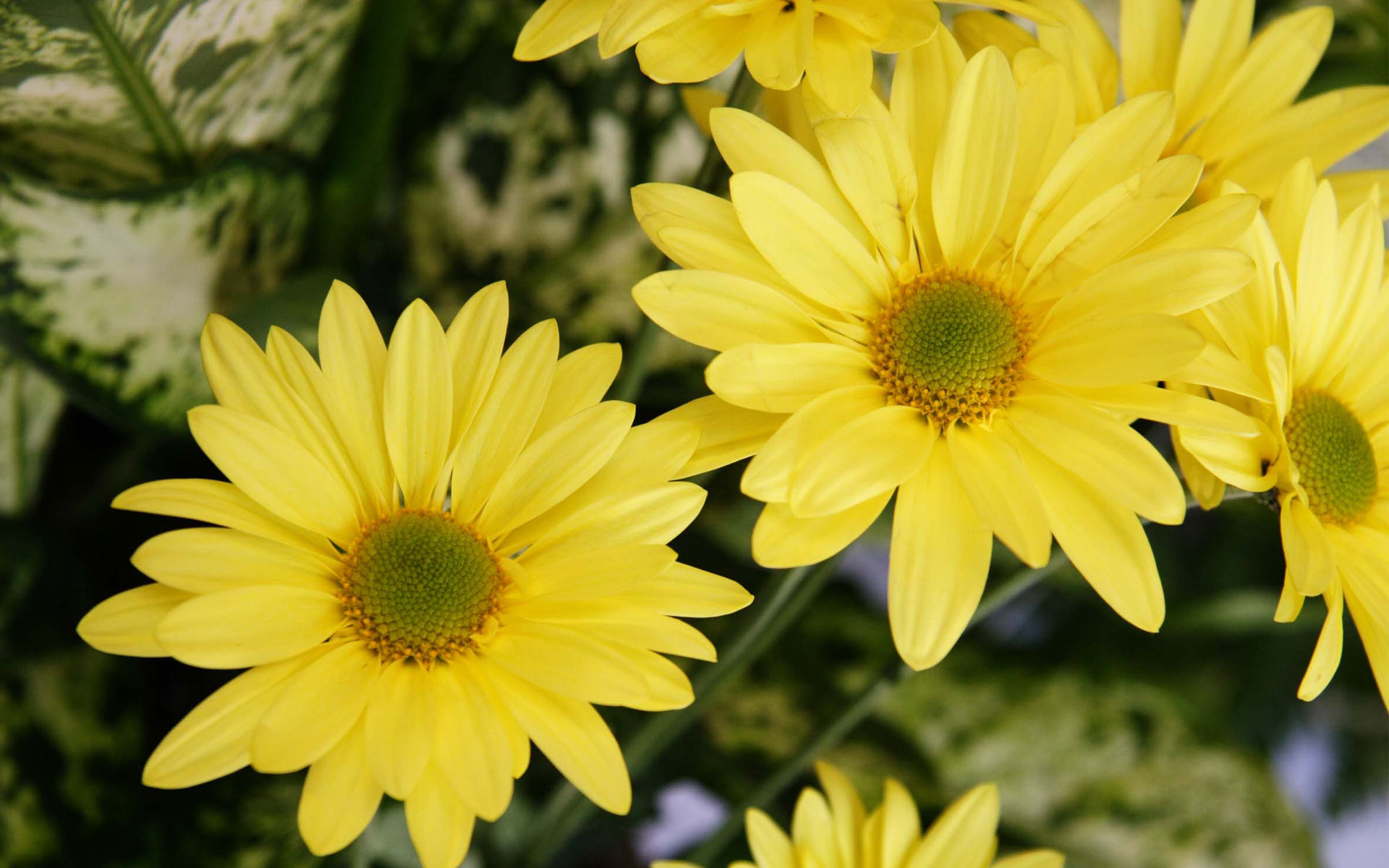 Royal Yellow Color Daisy Flowers Hd Pics