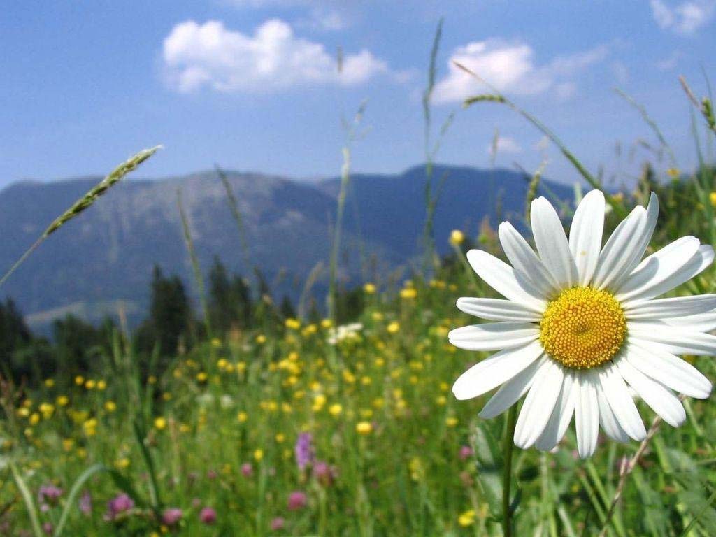 Shasta Daisies Are Garden Show Images Free