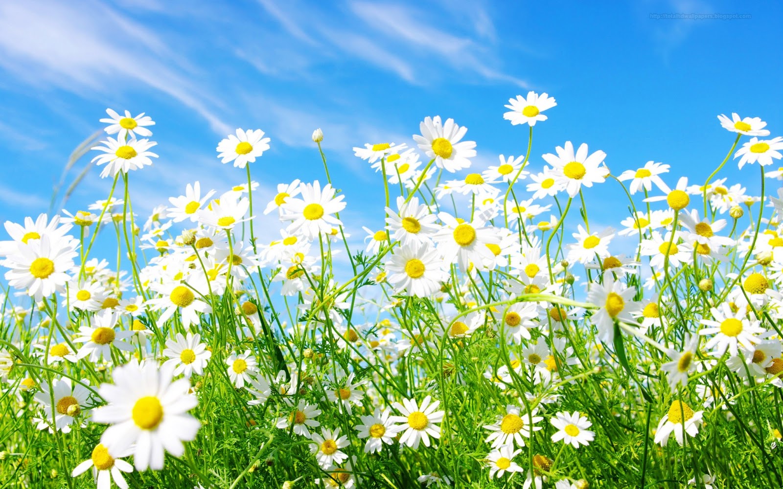 White Daisy Up On Blue Sky Highdefinintion Desktop Wallpapers Hd