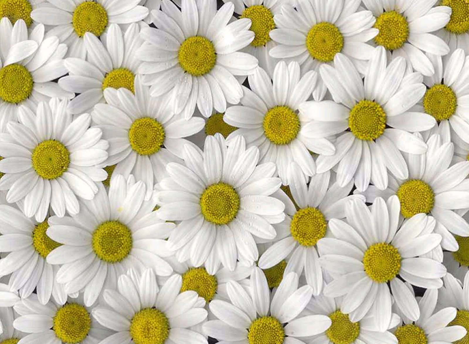 bellis perennis common daisy amazing flower free download