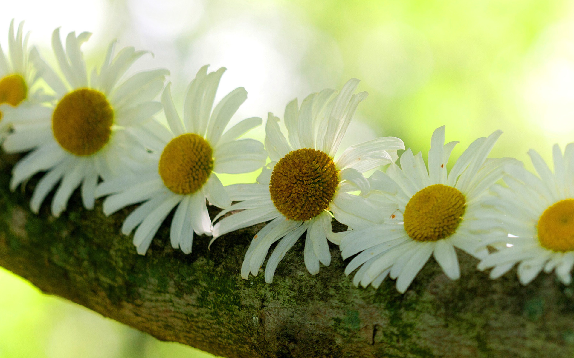 daisies mutant flower free desktop images