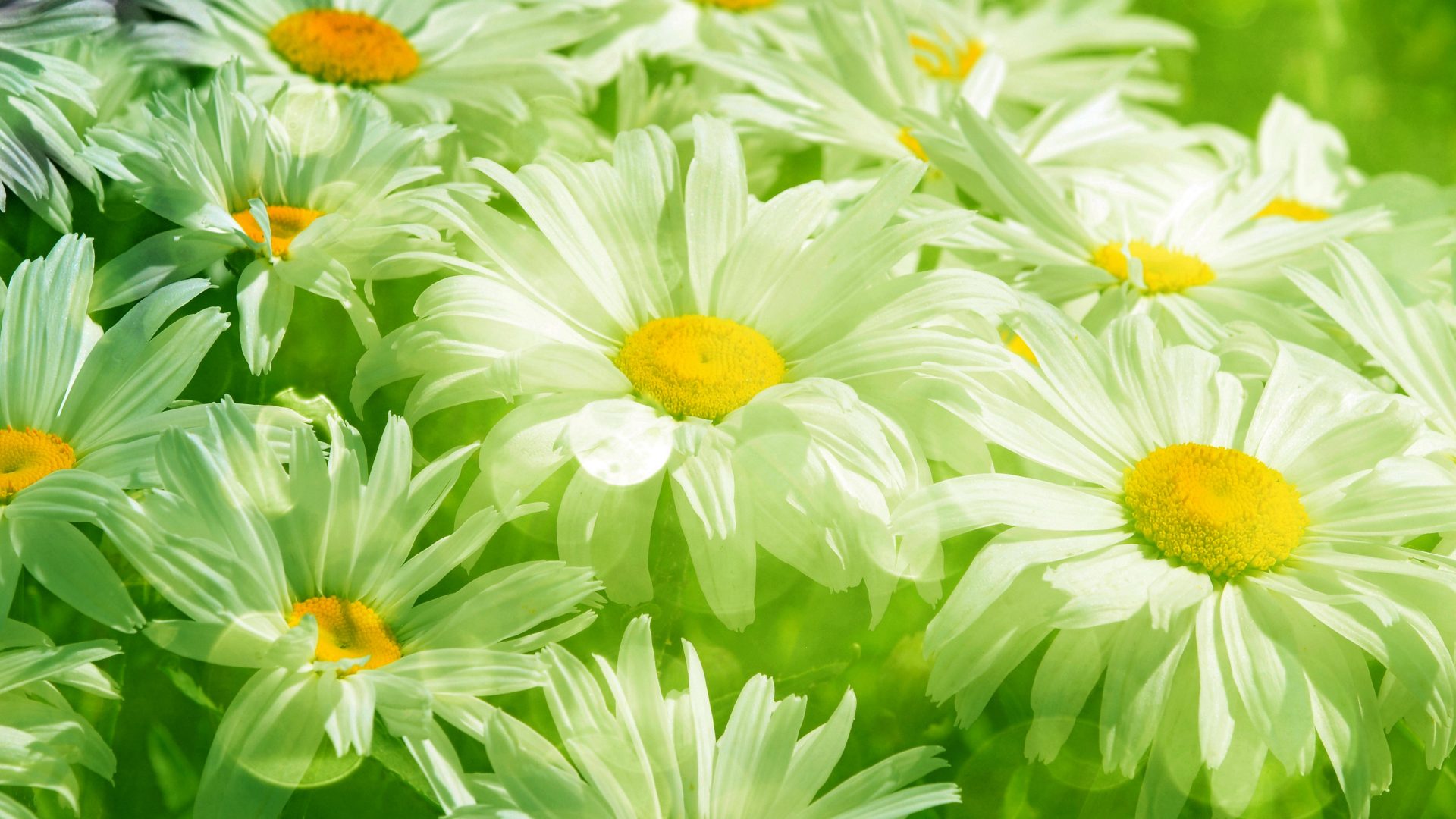 flowers daisies daisy nature flower soft abstract wallpaper