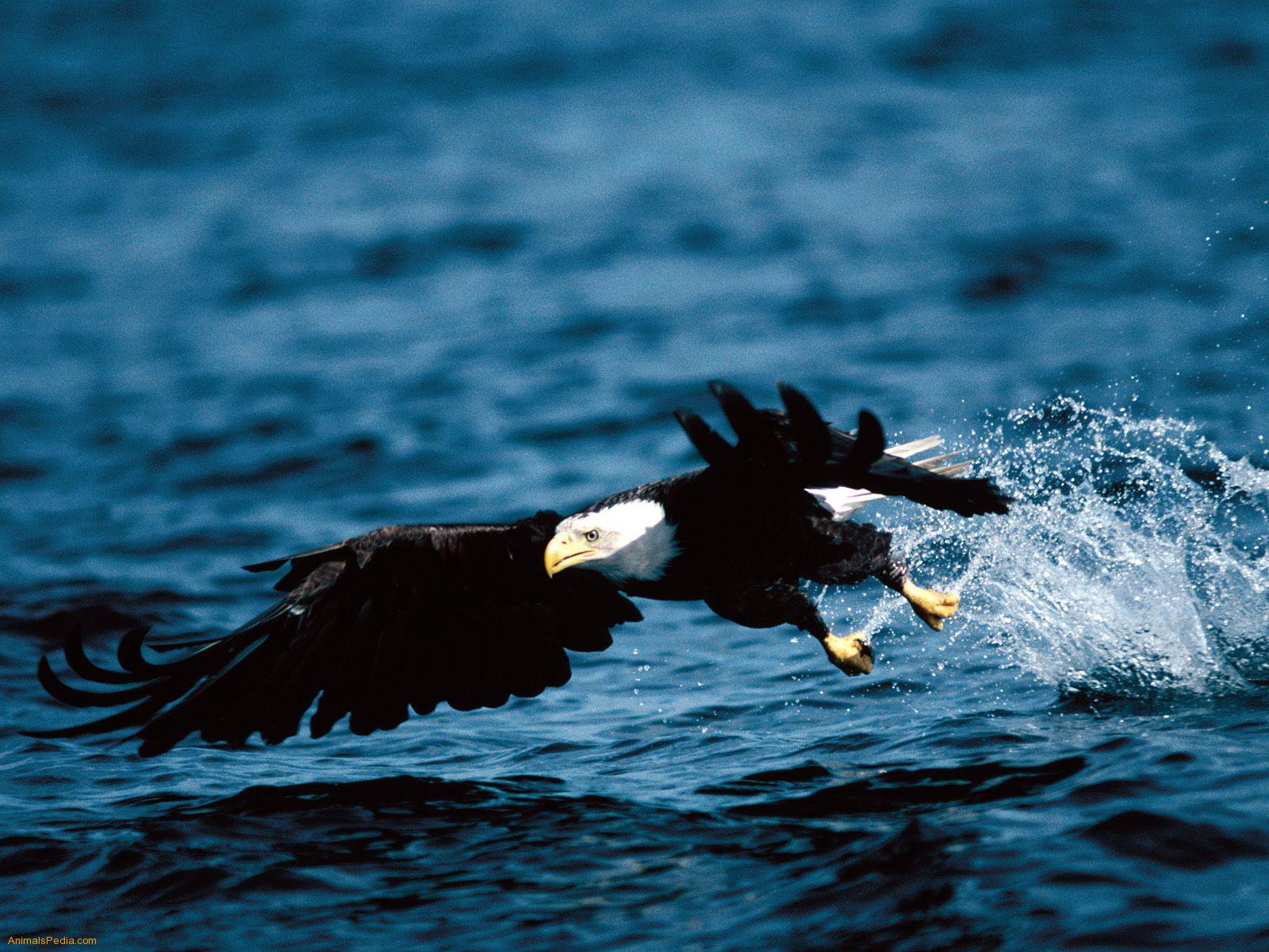 desktop images for eagles download