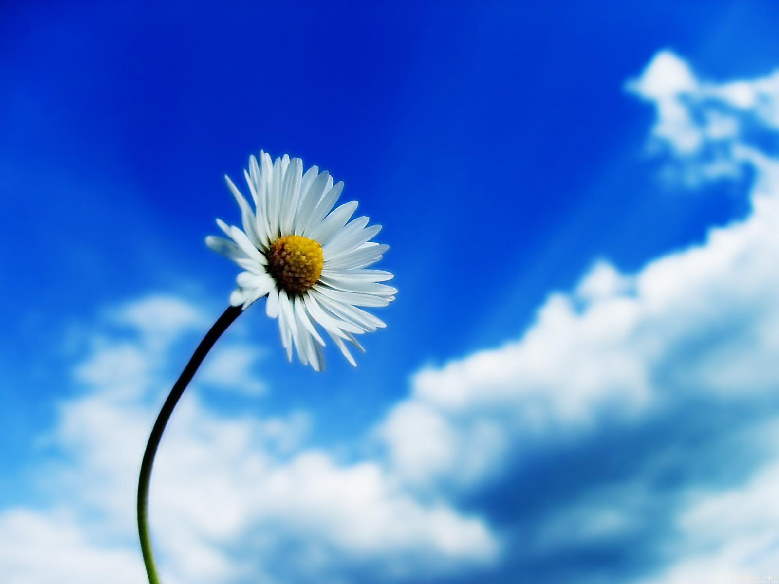 beautiful sky single white daisy flower normal cool wallpaper photos