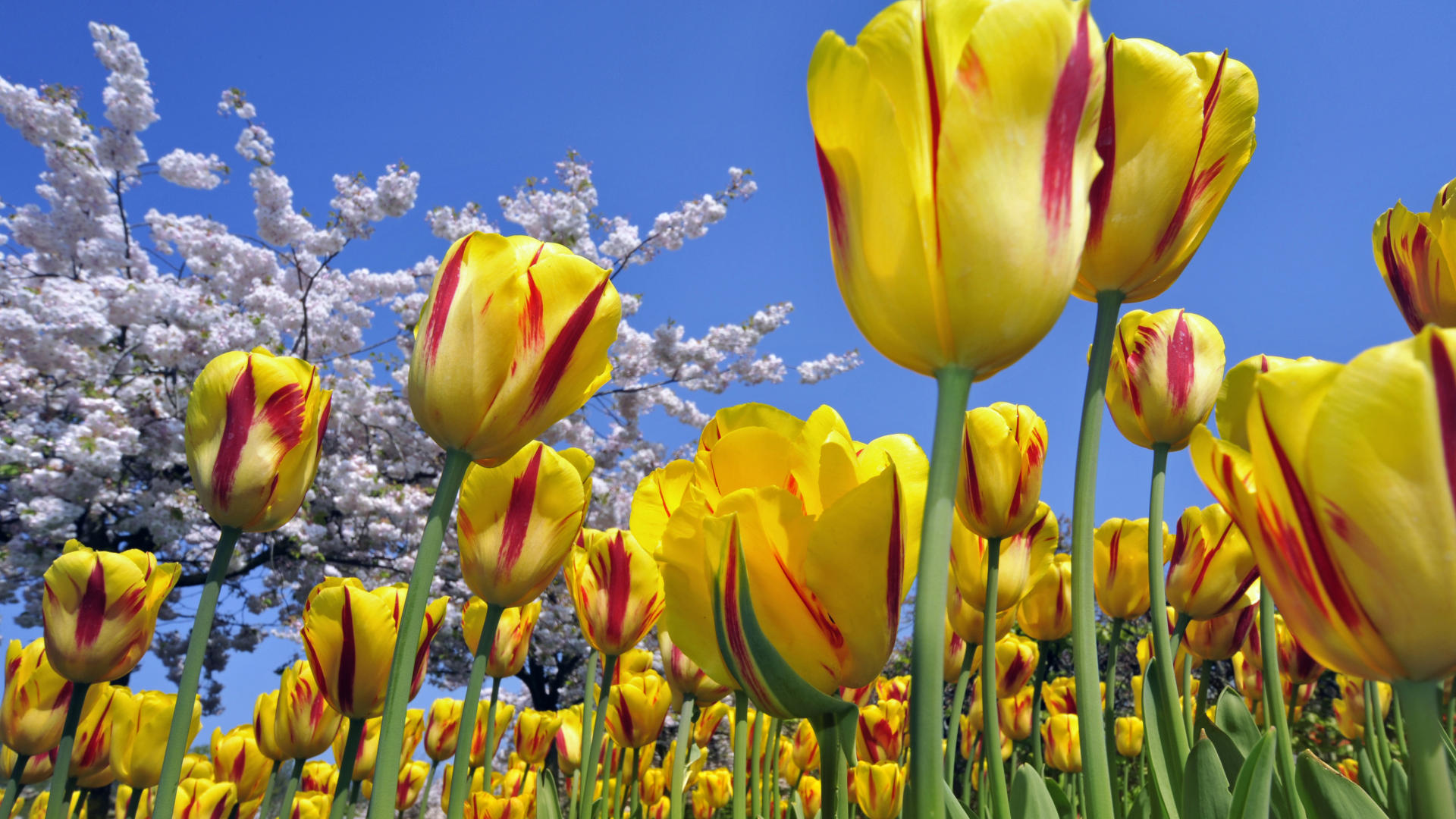 flowers full tulips wallpaper desktop free download