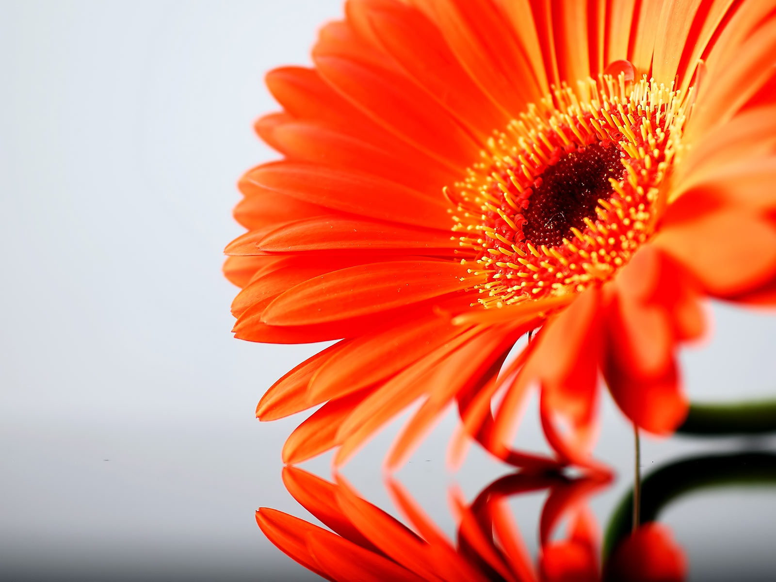 orange sunflower sunrise desktop pictures free download