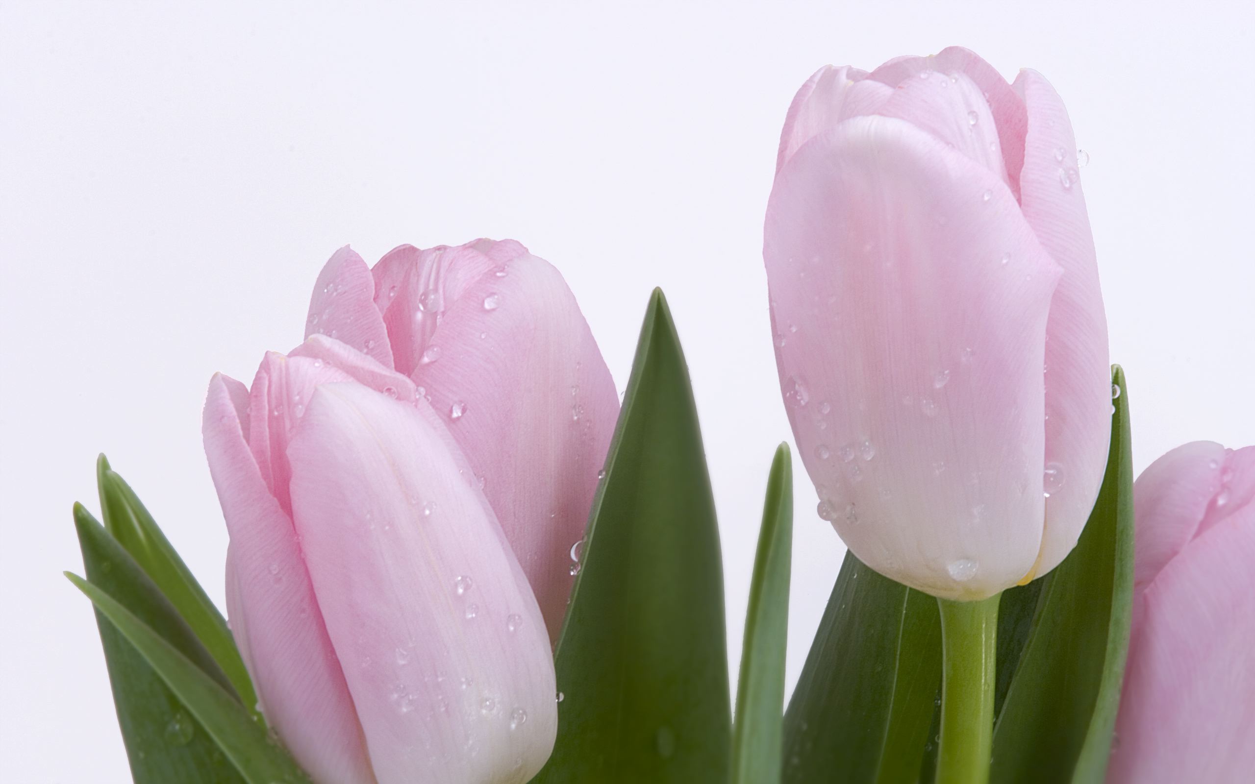 pink tupils flower hd wallpaper widescreen photos free