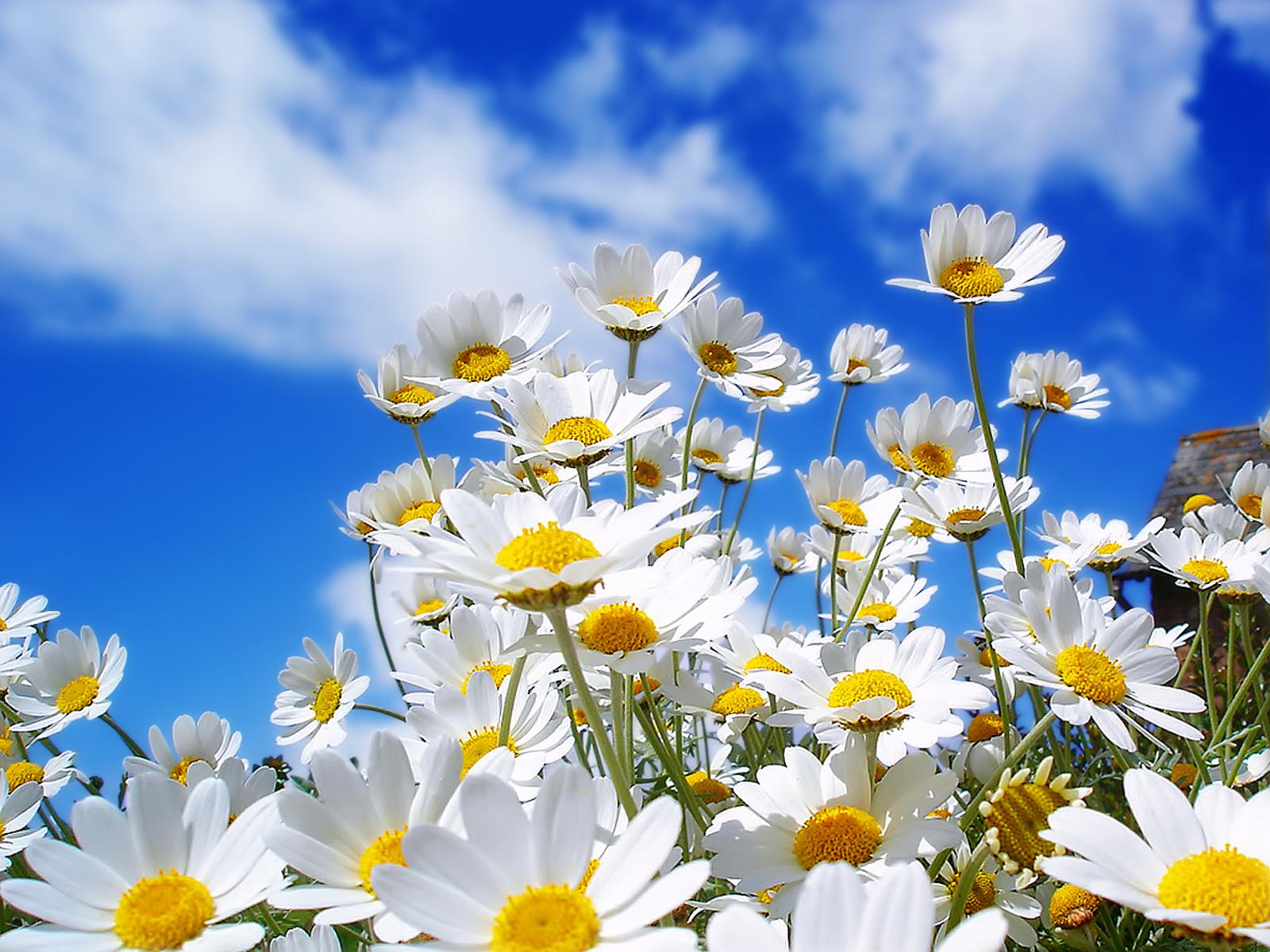 spring daisy flowers wallpapers hd pictures free download